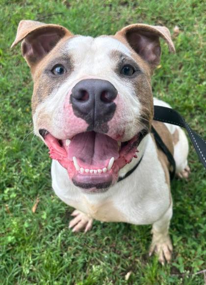 Duke Dior — thumbnail 2