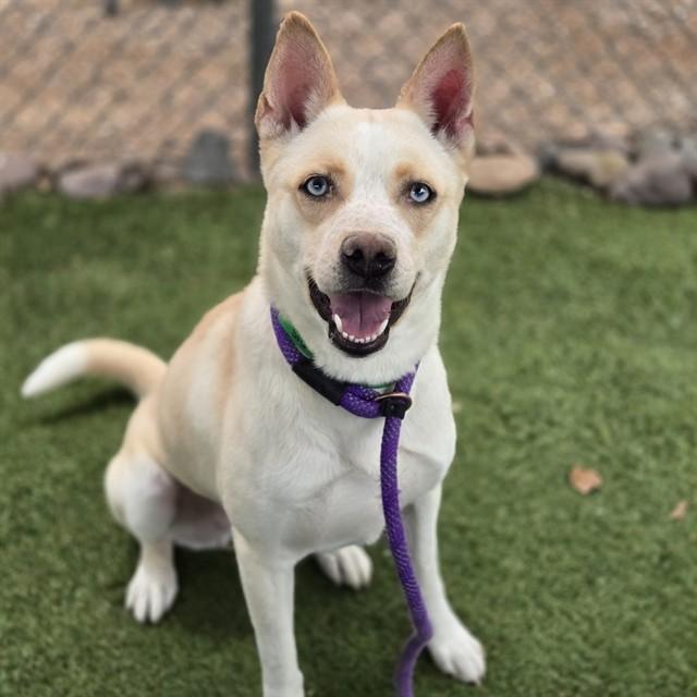 BELLA, Adoptable, Adult Female Husky.