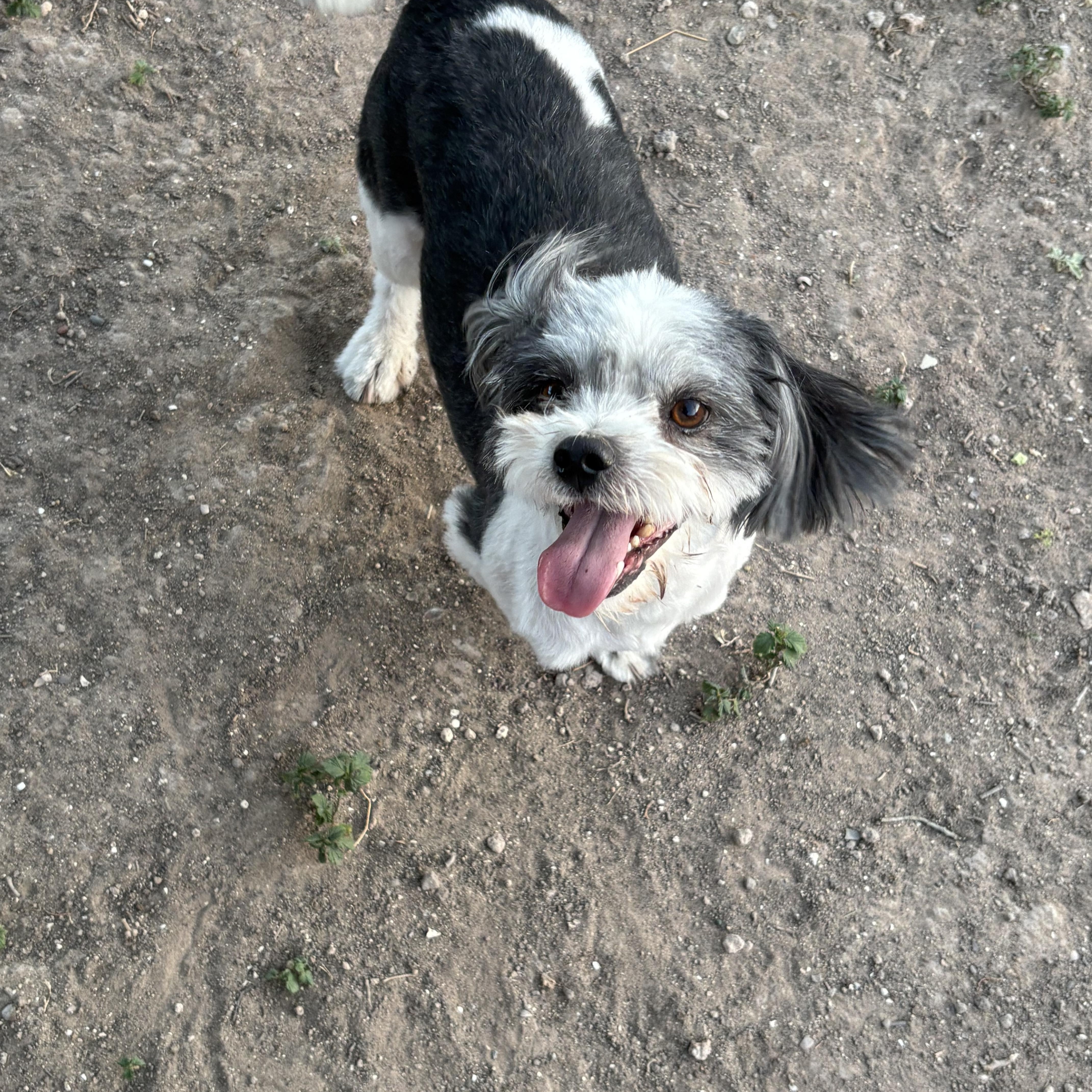 Enlarge Max, a Adoptable mixed breed in Manchester, NH image 5/5