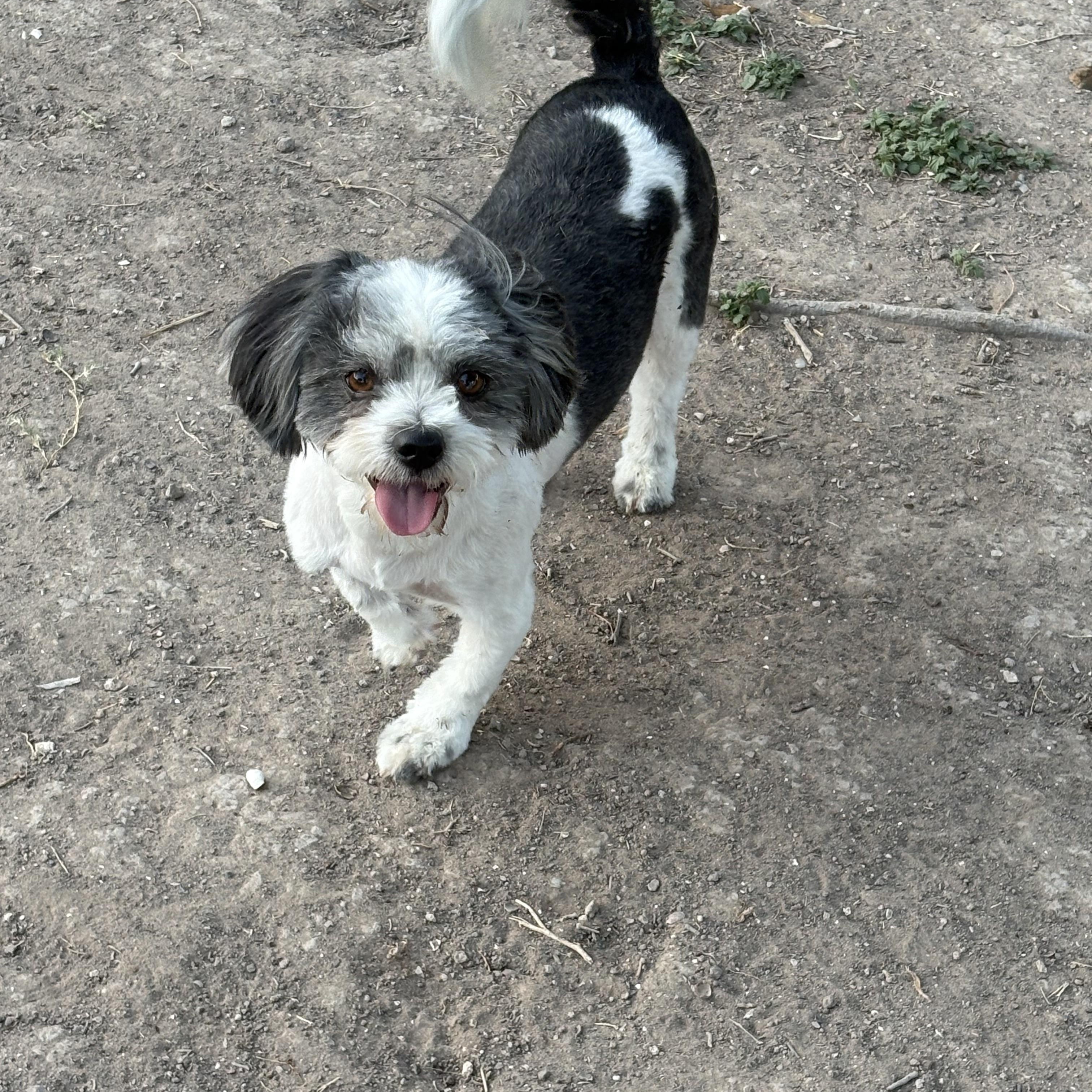 Enlarge Max, a Adoptable mixed breed in Manchester, NH image 2/5