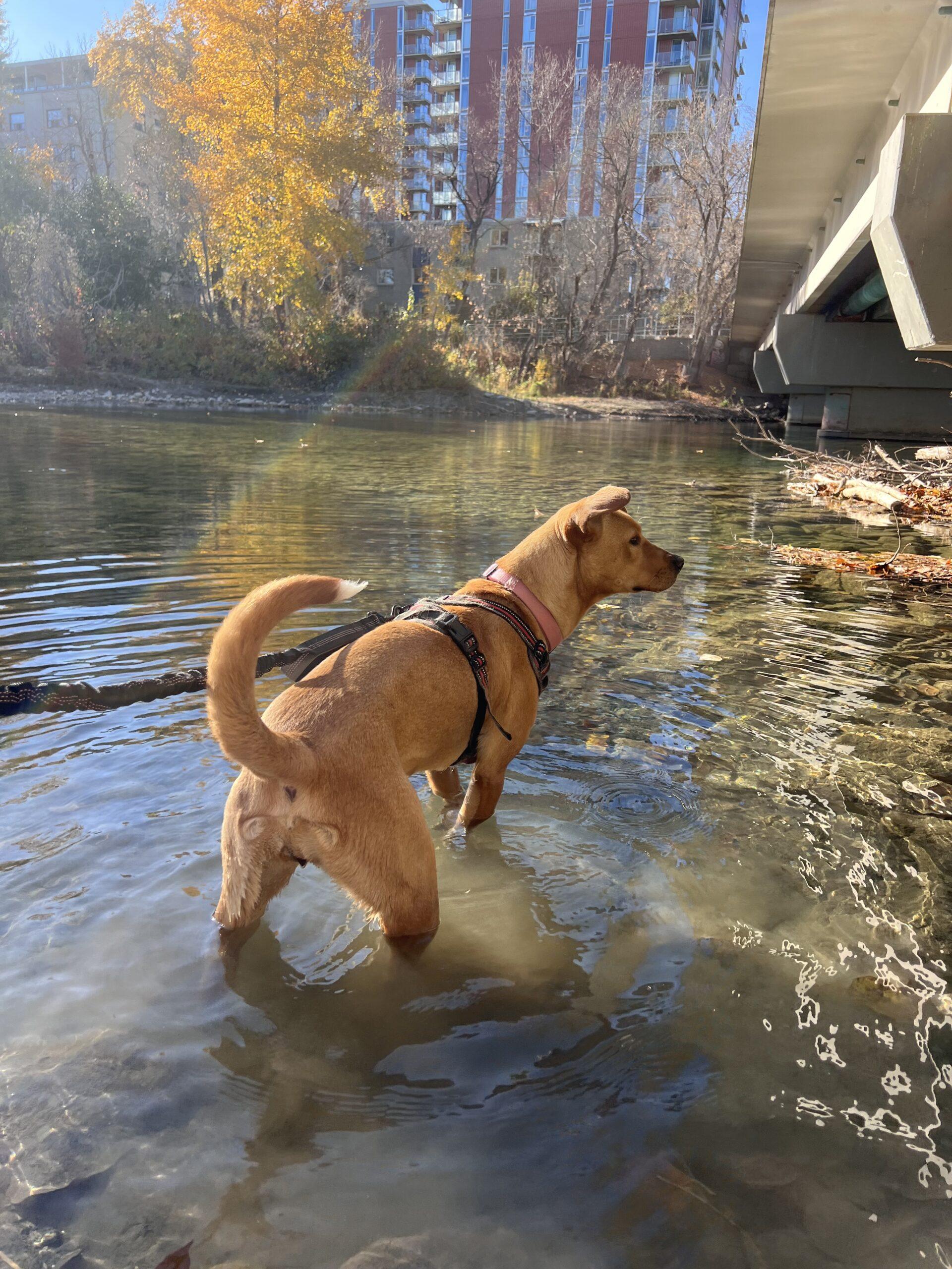 Petal, Adoptable, Adult Female Labrador Retriever.