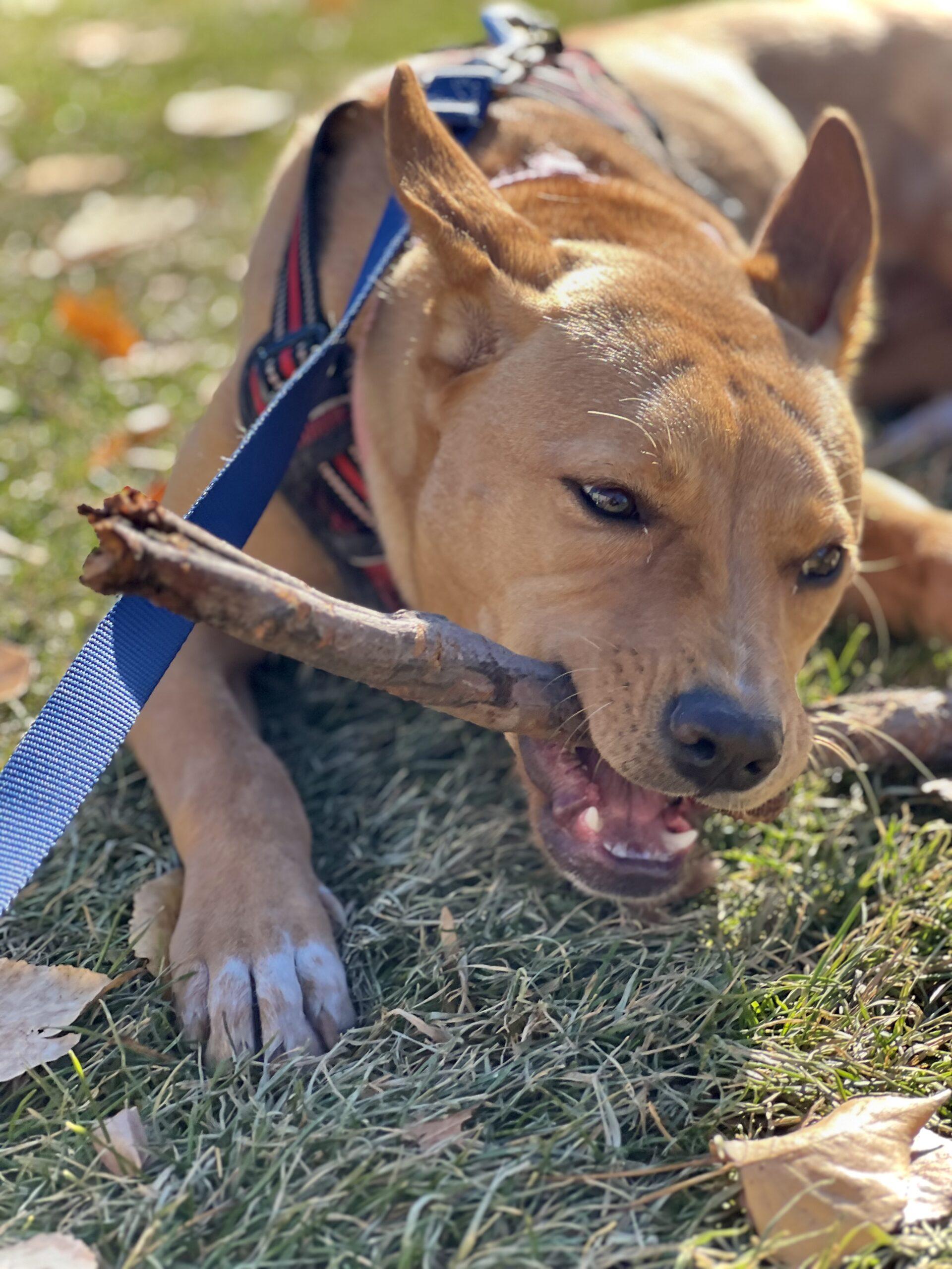 Enlarge Petal, a Adoptable mixed breed in Calgary, AB image 2/5