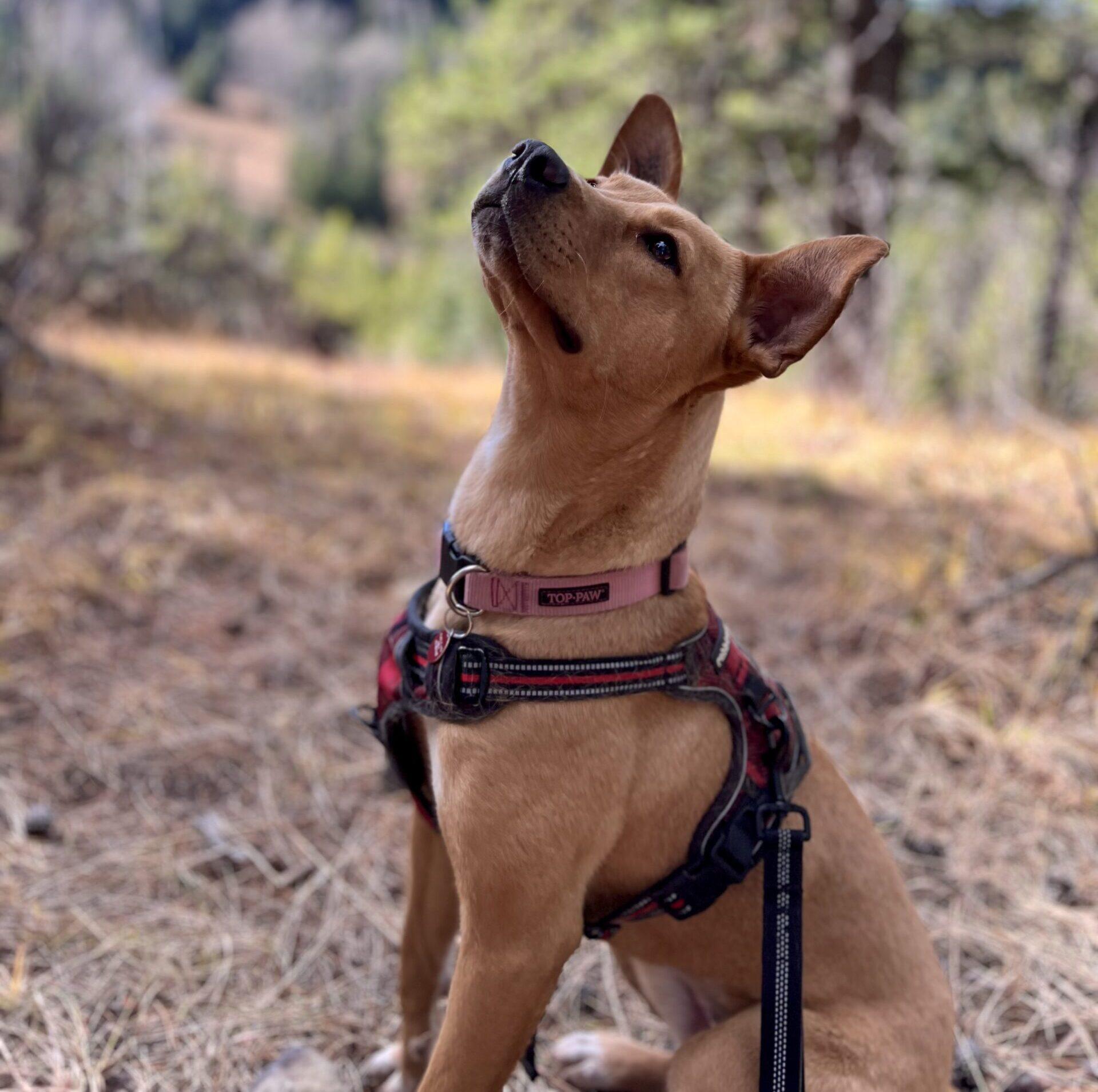 Enlarge Petal, a Adoptable mixed breed in Calgary, AB image 3/5