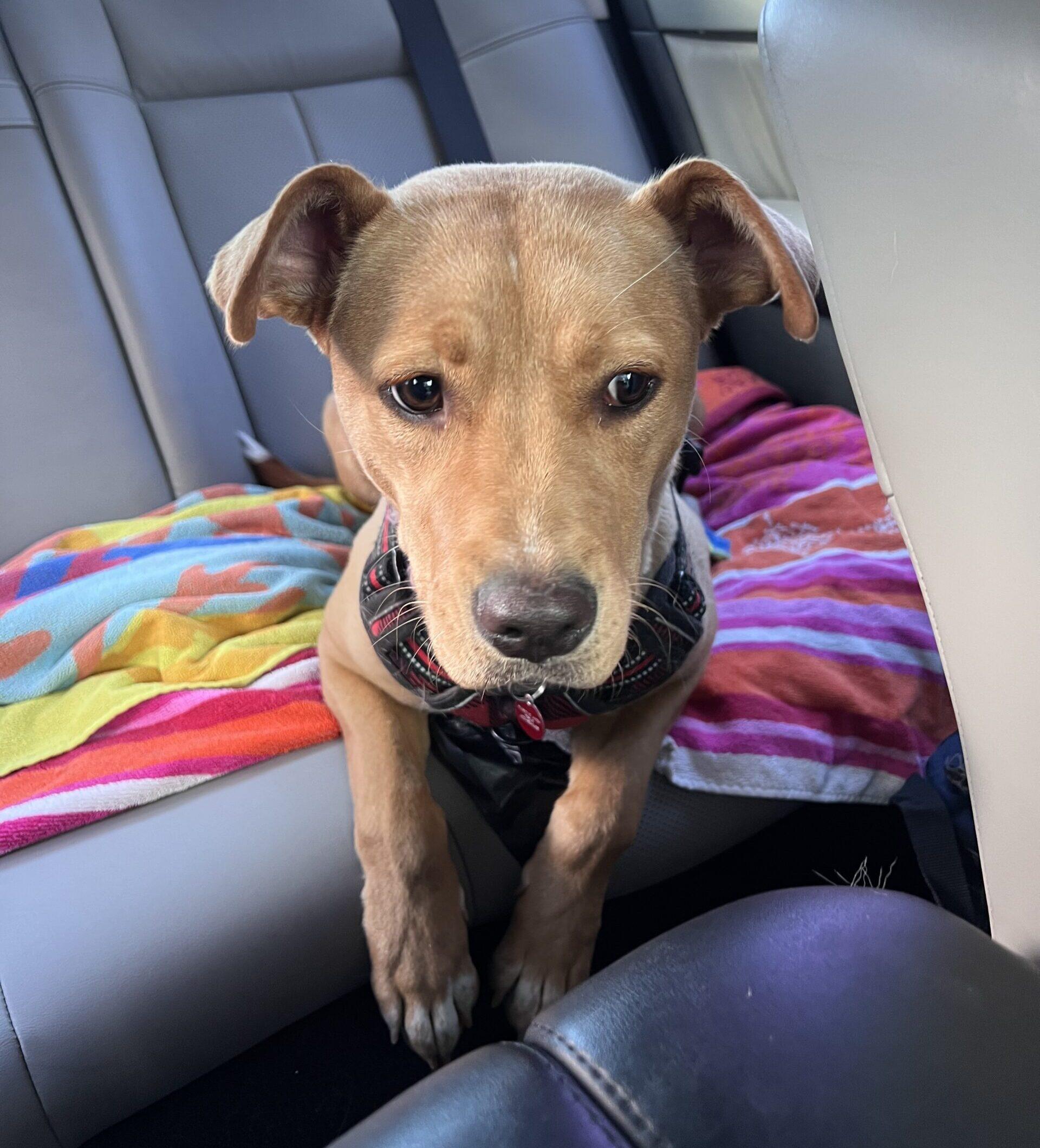 Enlarge Petal, a Adoptable mixed breed in Calgary, AB image 4/5