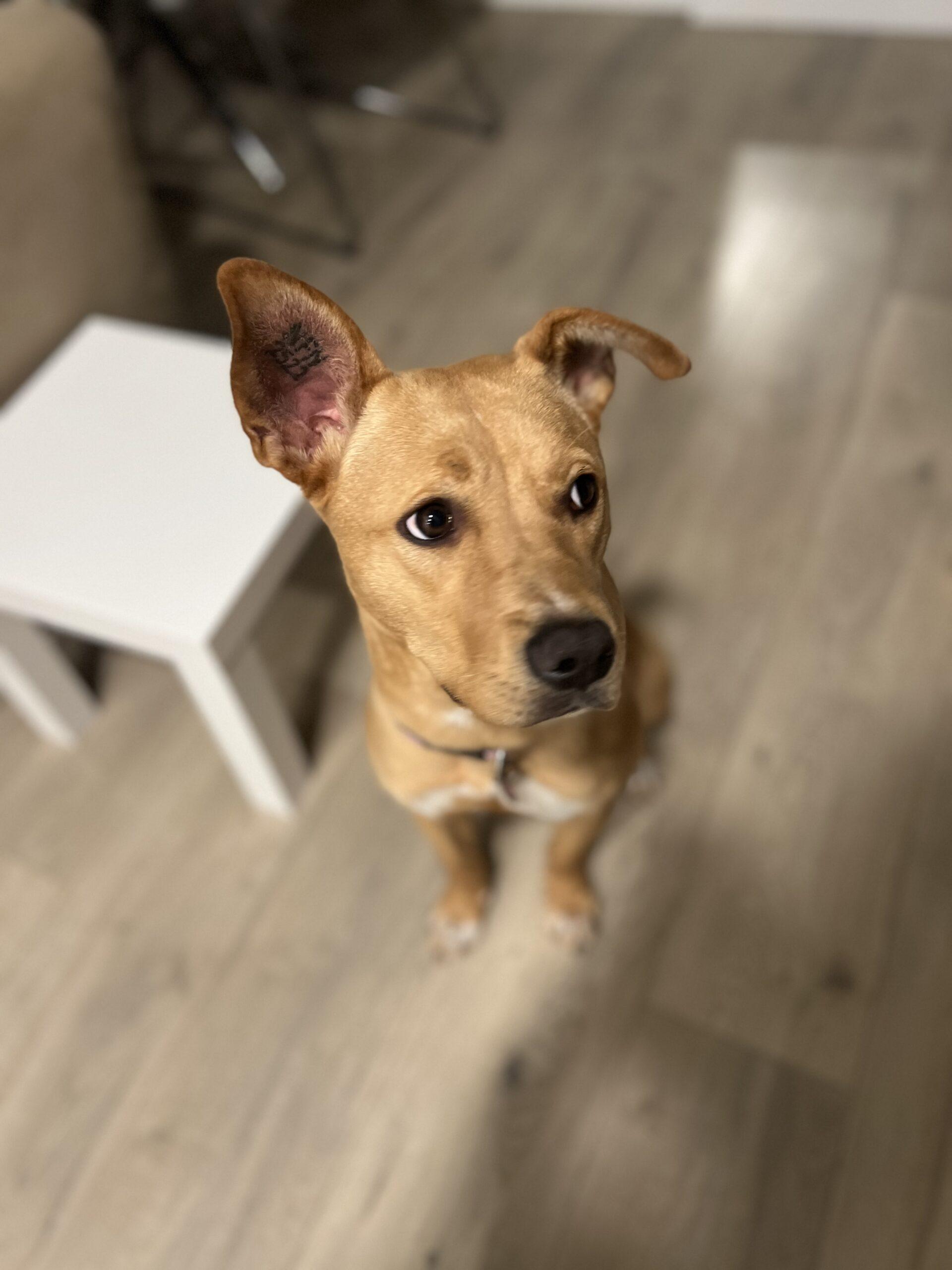 Enlarge Petal, a Adoptable mixed breed in Calgary, AB image 5/5