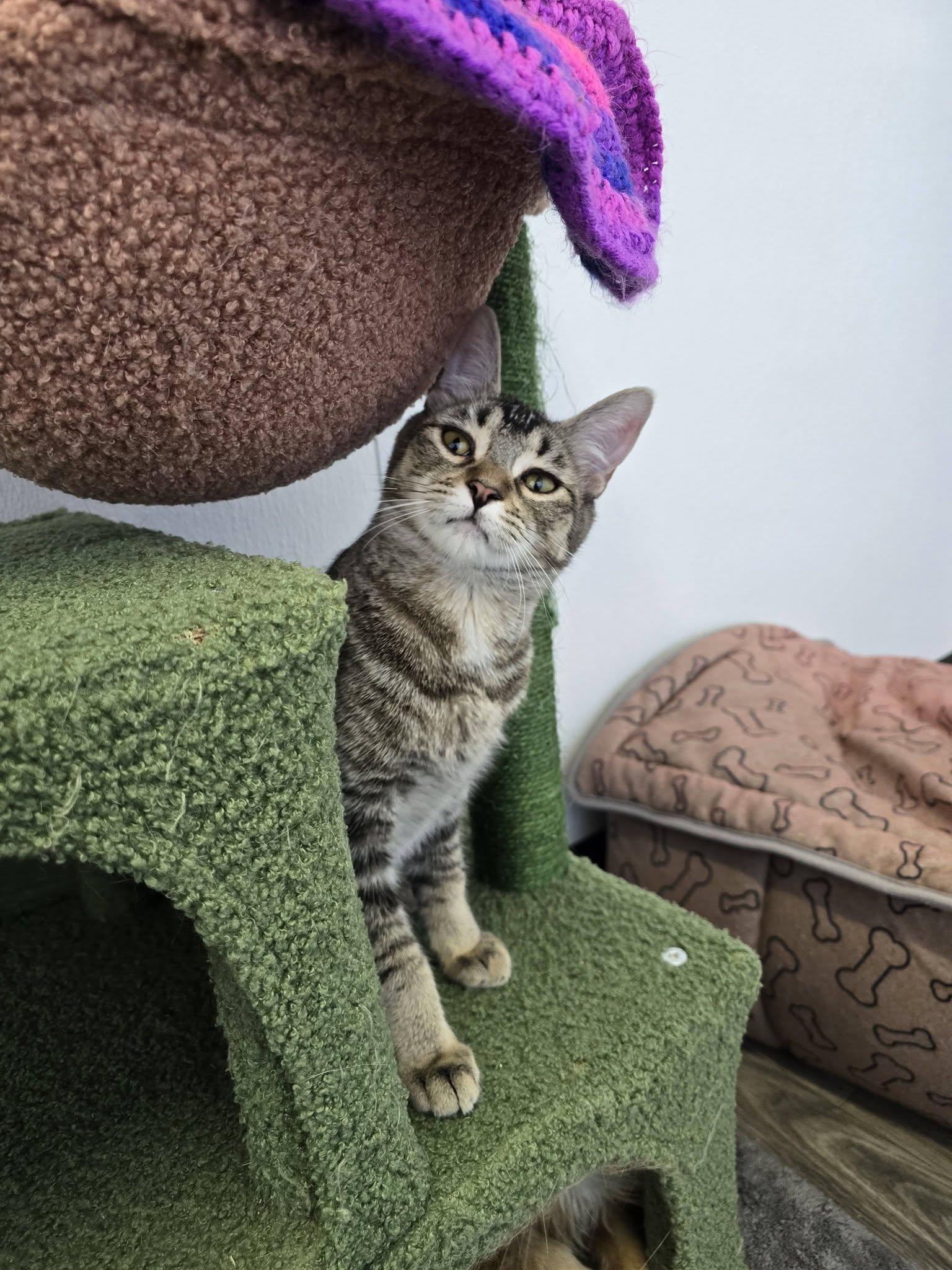 Enlarge Yazmin, a ADOPTABLE Domestic Short Hair in Prineville, OR image 1/1