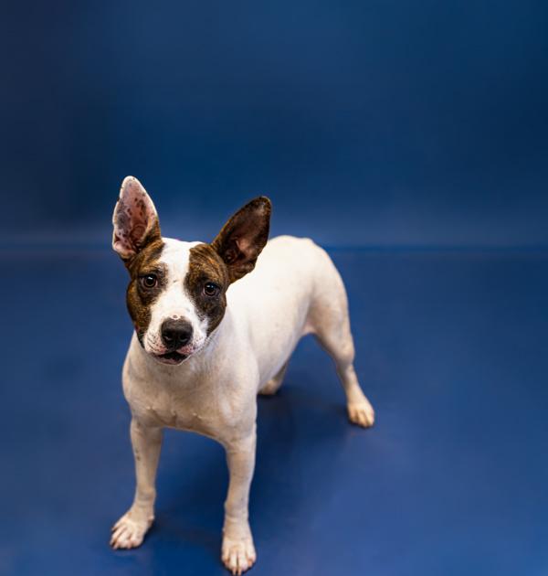 Pen 190 Duchess, Adoptable, Adult Female Staffordshire Bull Terrier.