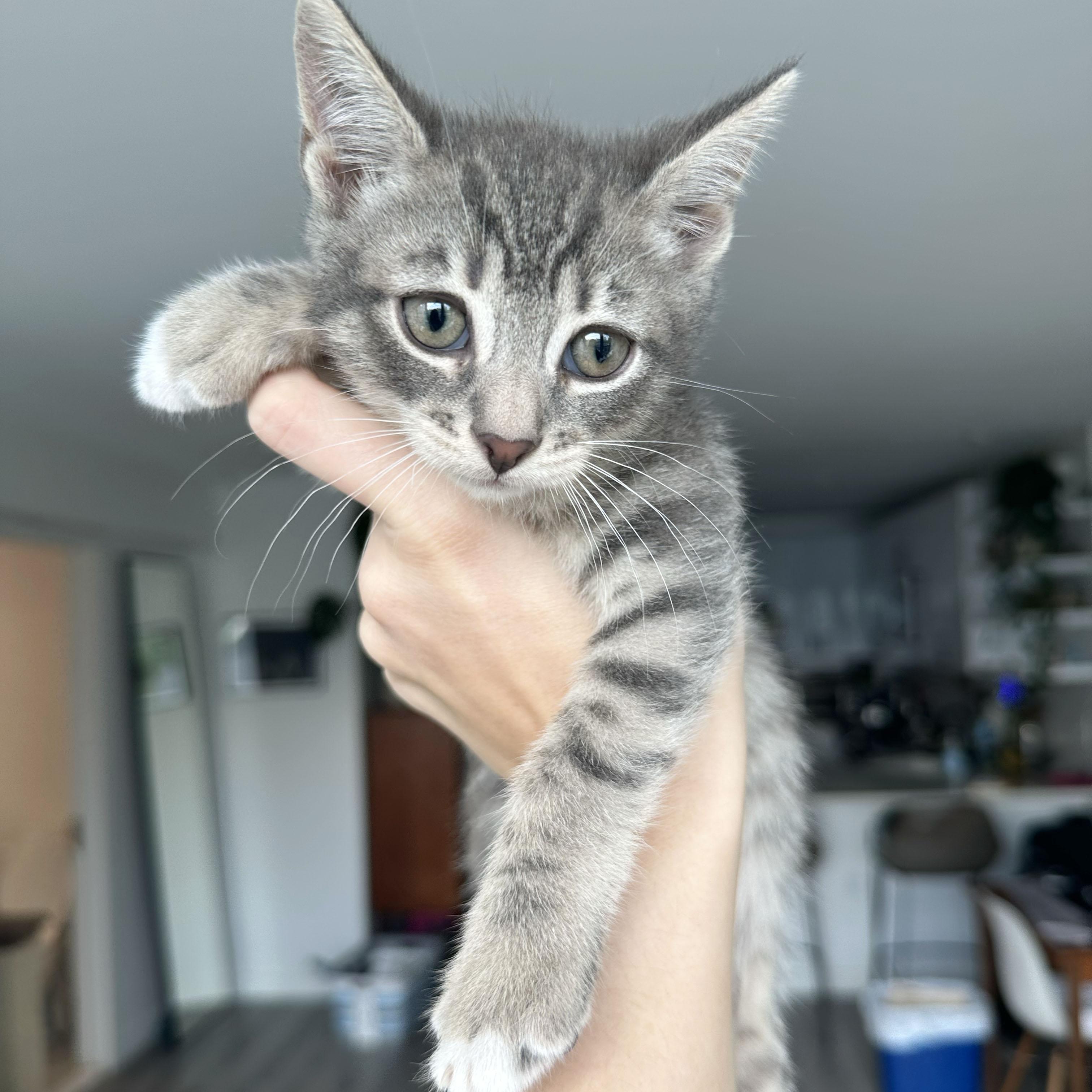 Enlarge Rumple, a ADOPTABLE Domestic Short Hair in BROOKLYN, NY image 4/6