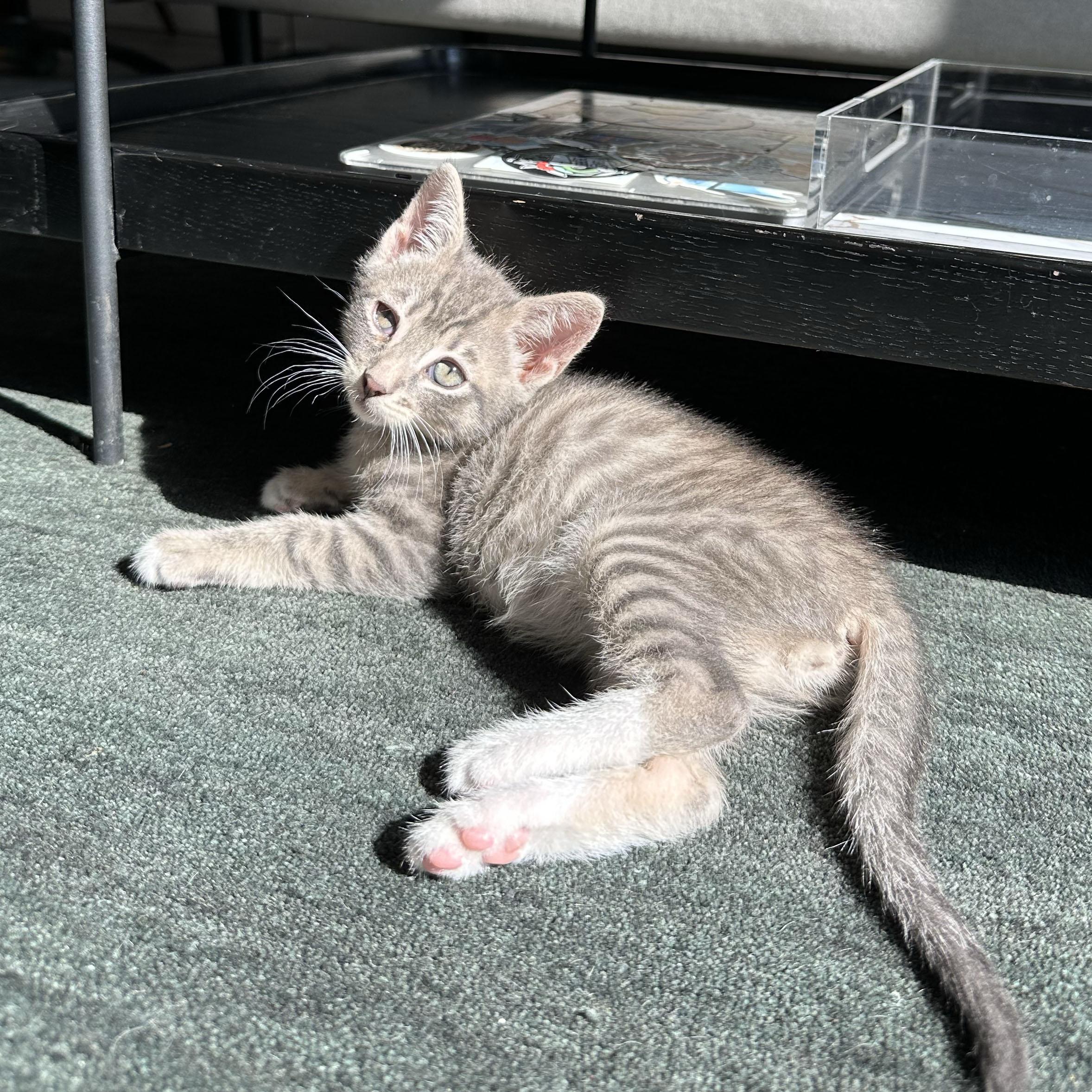 Enlarge Rumple, a ADOPTABLE Domestic Short Hair in BROOKLYN, NY image 5/6