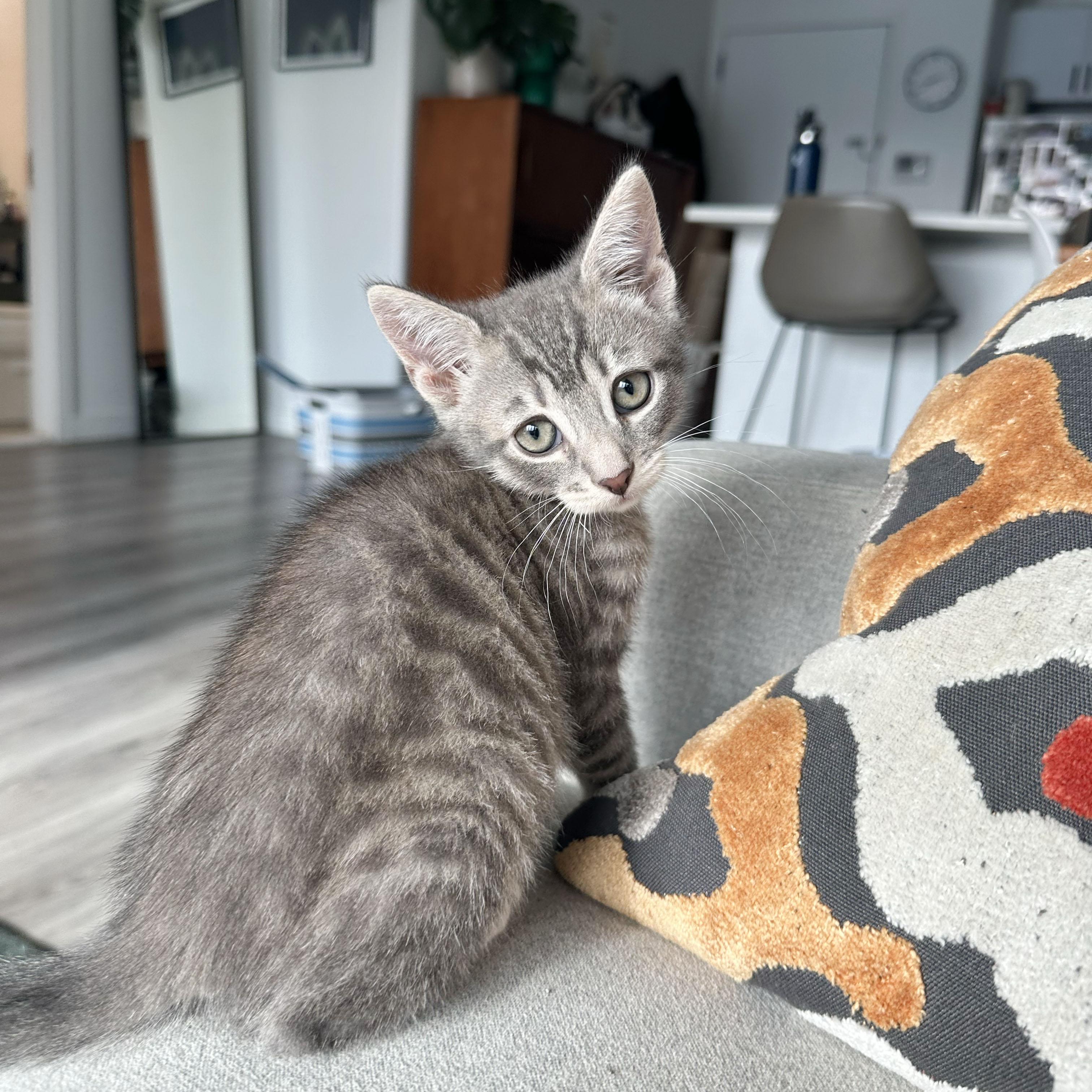 Rumple, ADOPTABLE, Kitten Male Domestic Short Hair.
