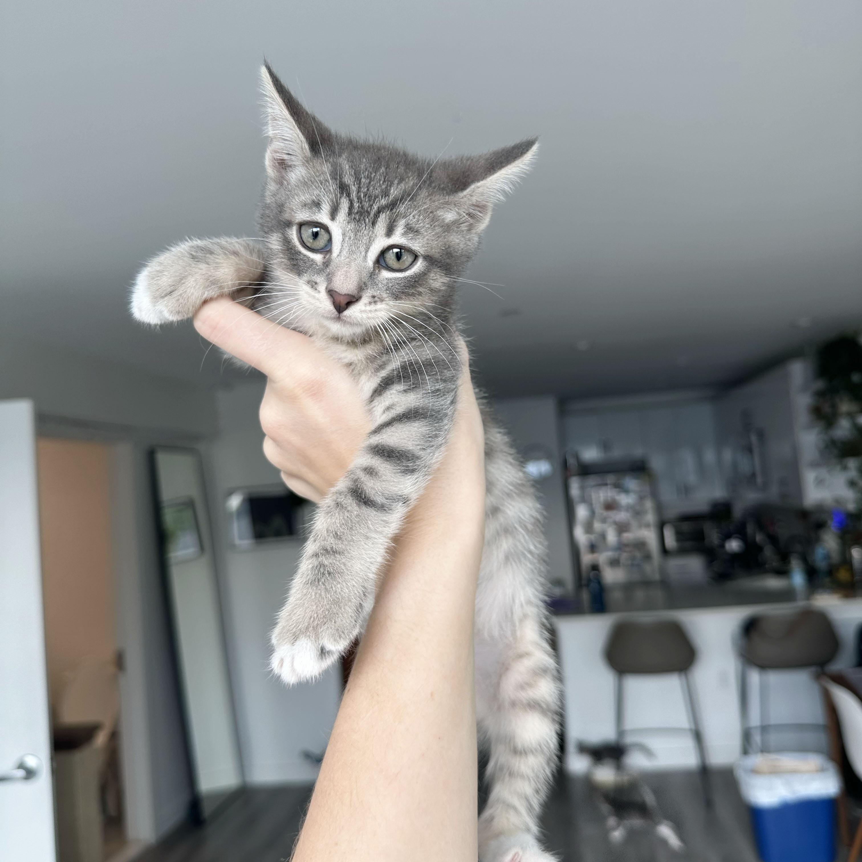 Enlarge Rumple, a ADOPTABLE Domestic Short Hair in BROOKLYN, NY image 2/6