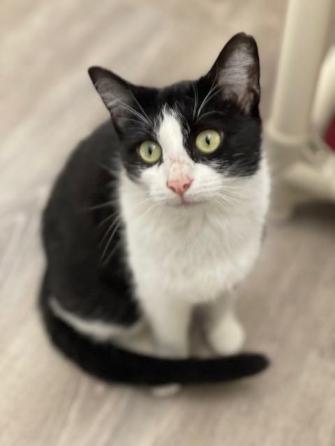 Jinx, Adoptable, Adult Female Domestic Short Hair.