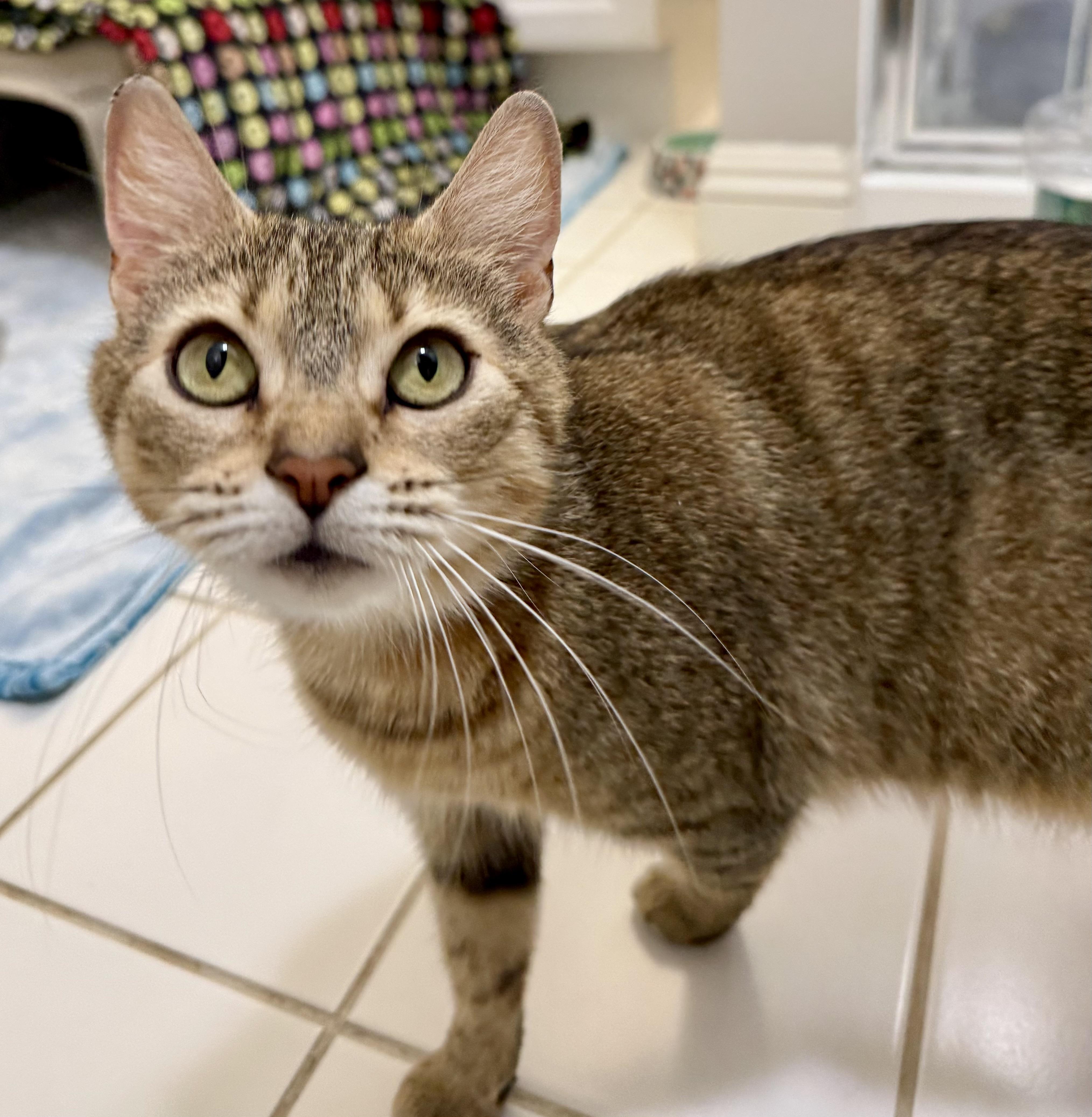 Enlarge Elsa, a ADOPTABLE Domestic Short Hair in Montclair, NJ image 2/6