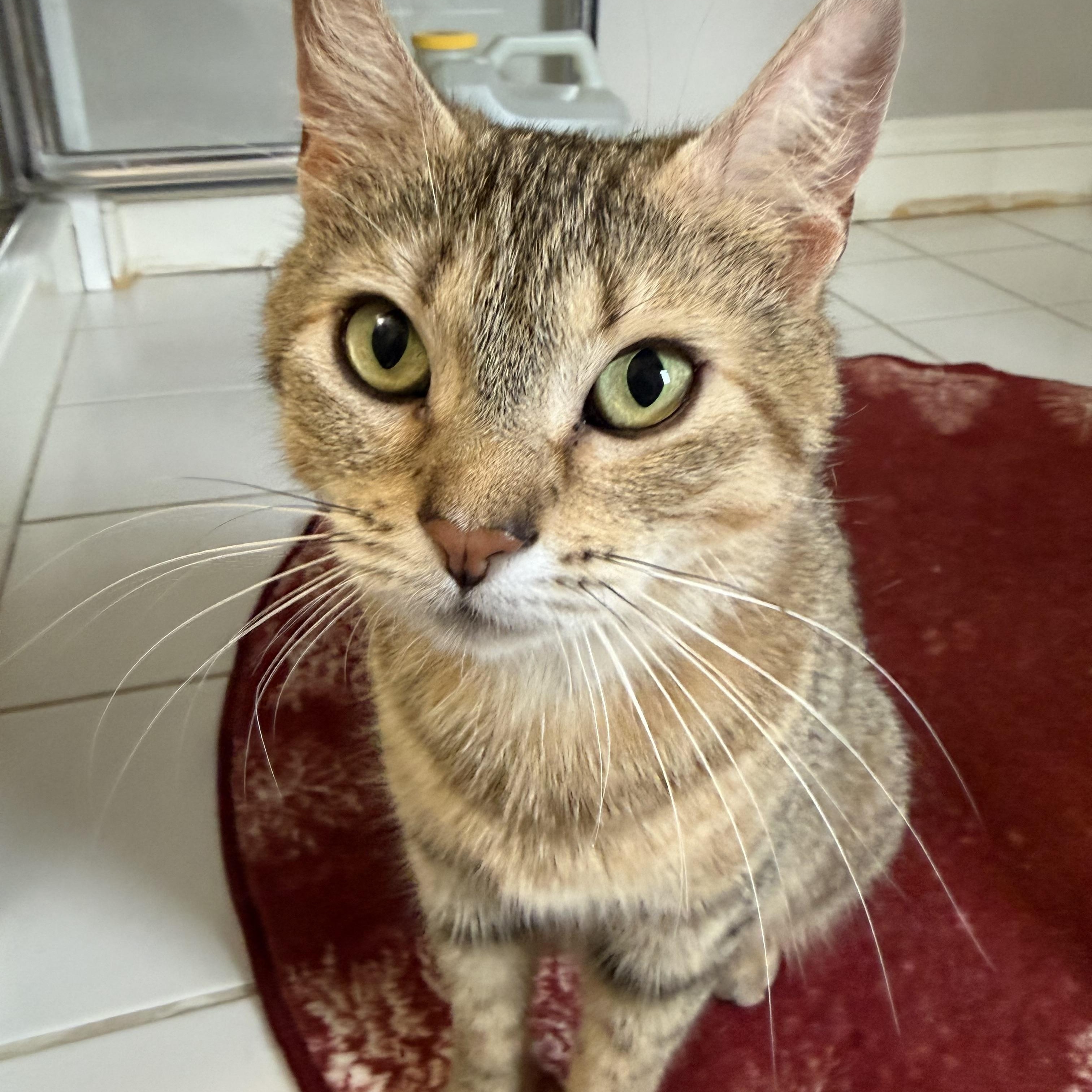 Enlarge Elsa, a ADOPTABLE Domestic Short Hair in Montclair, NJ image 3/6