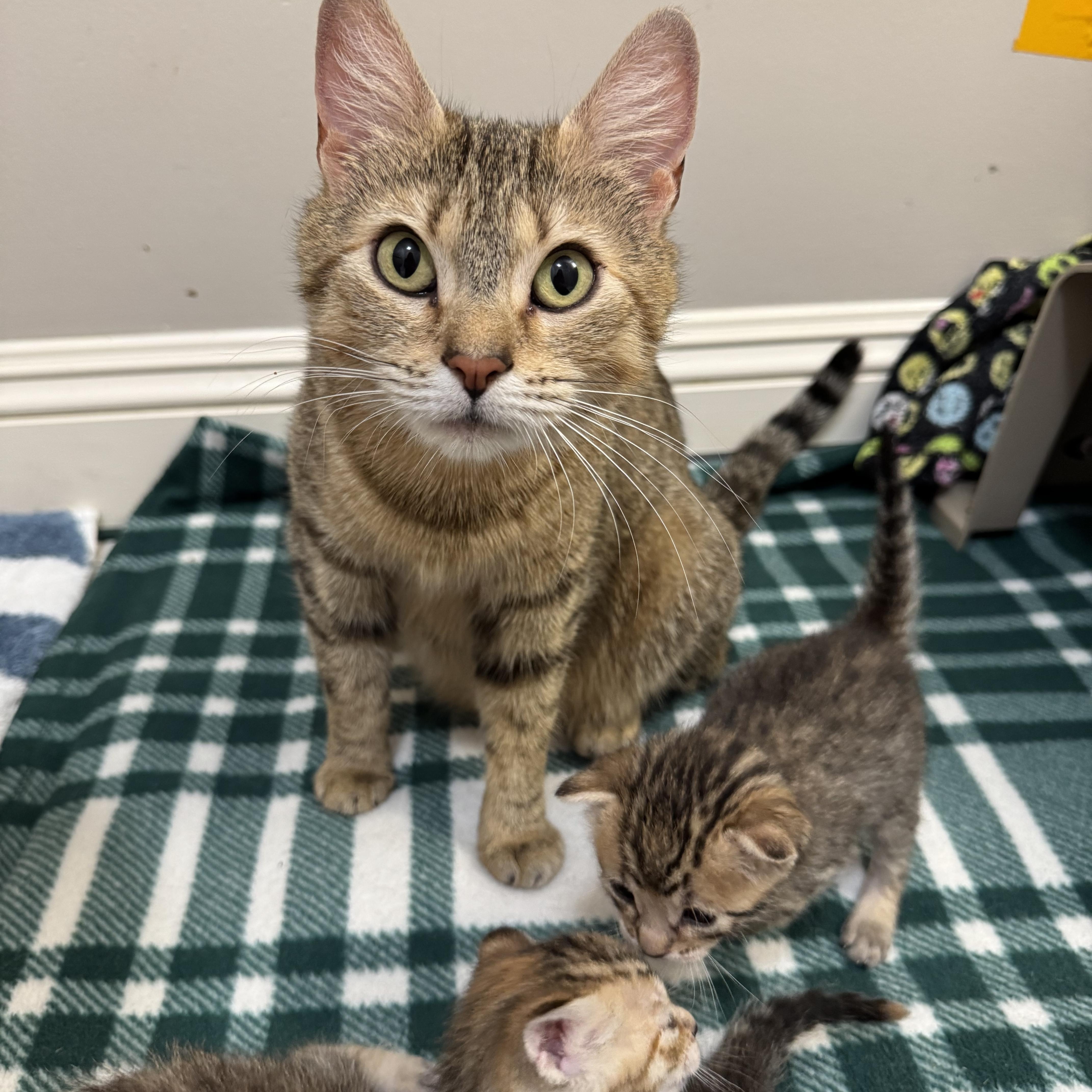 Enlarge Elsa, a ADOPTABLE Domestic Short Hair in Montclair, NJ image 4/6