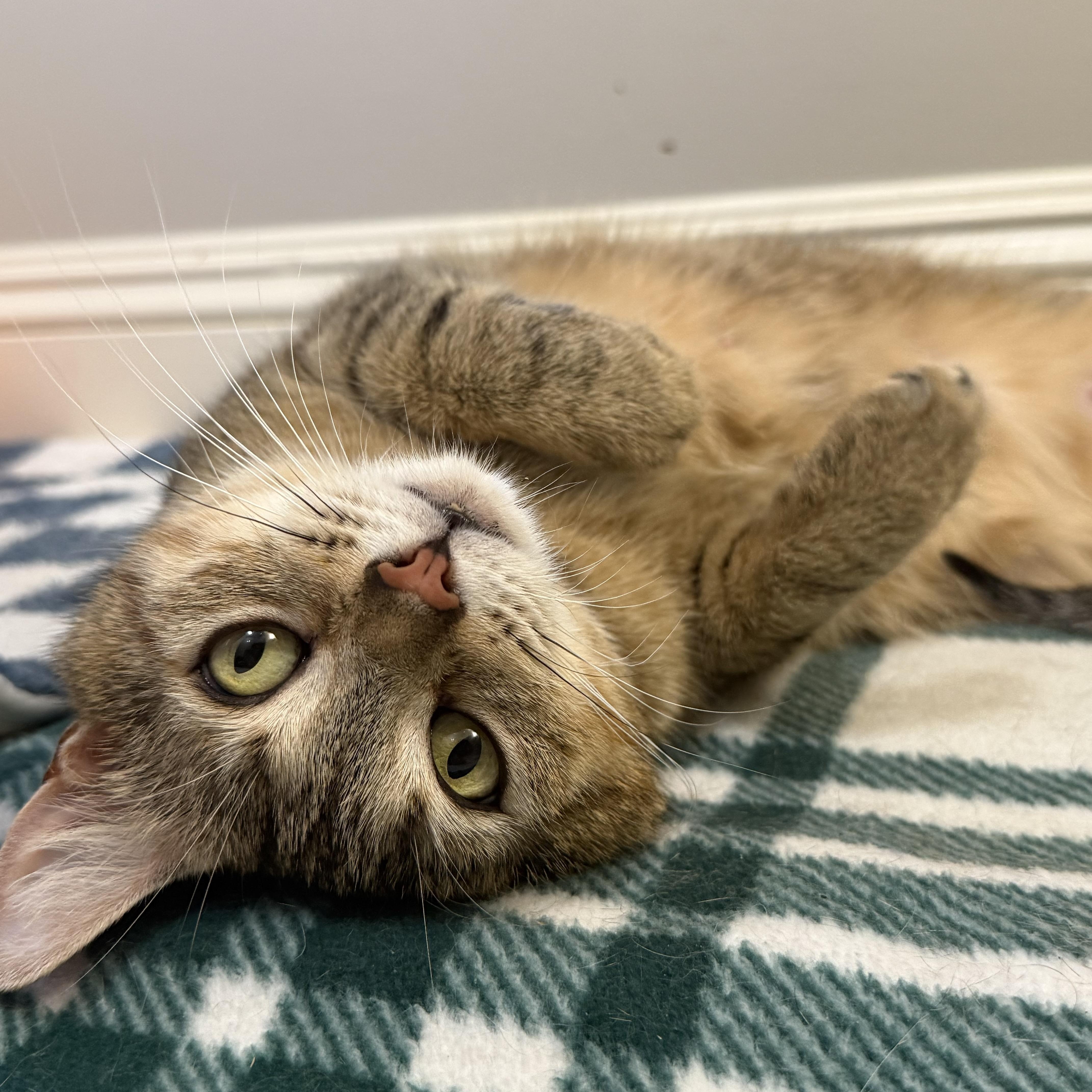 Elsa, ADOPTABLE, Young Female Domestic Short Hair.