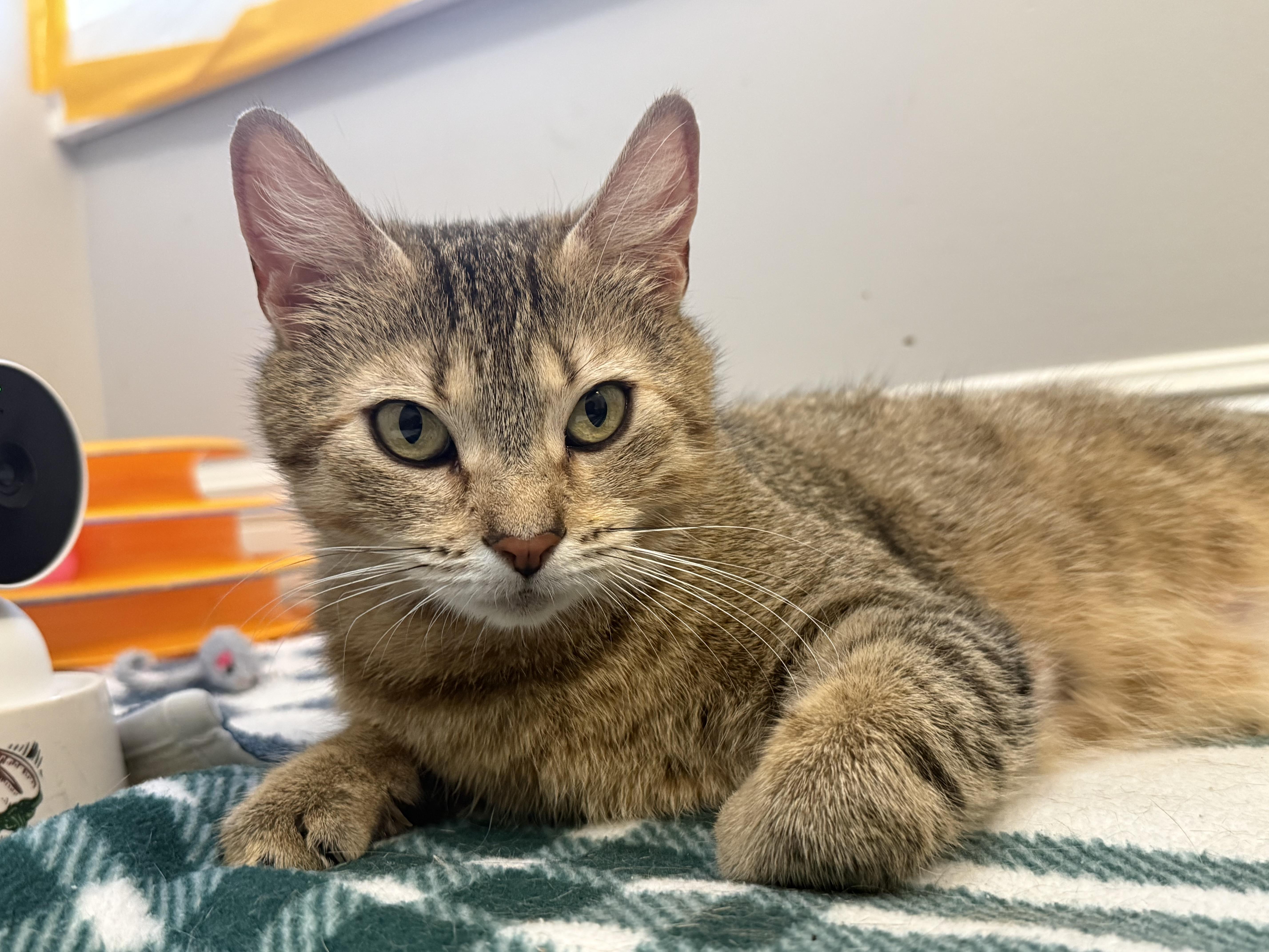 Enlarge Elsa, a ADOPTABLE Domestic Short Hair in Montclair, NJ image 5/6