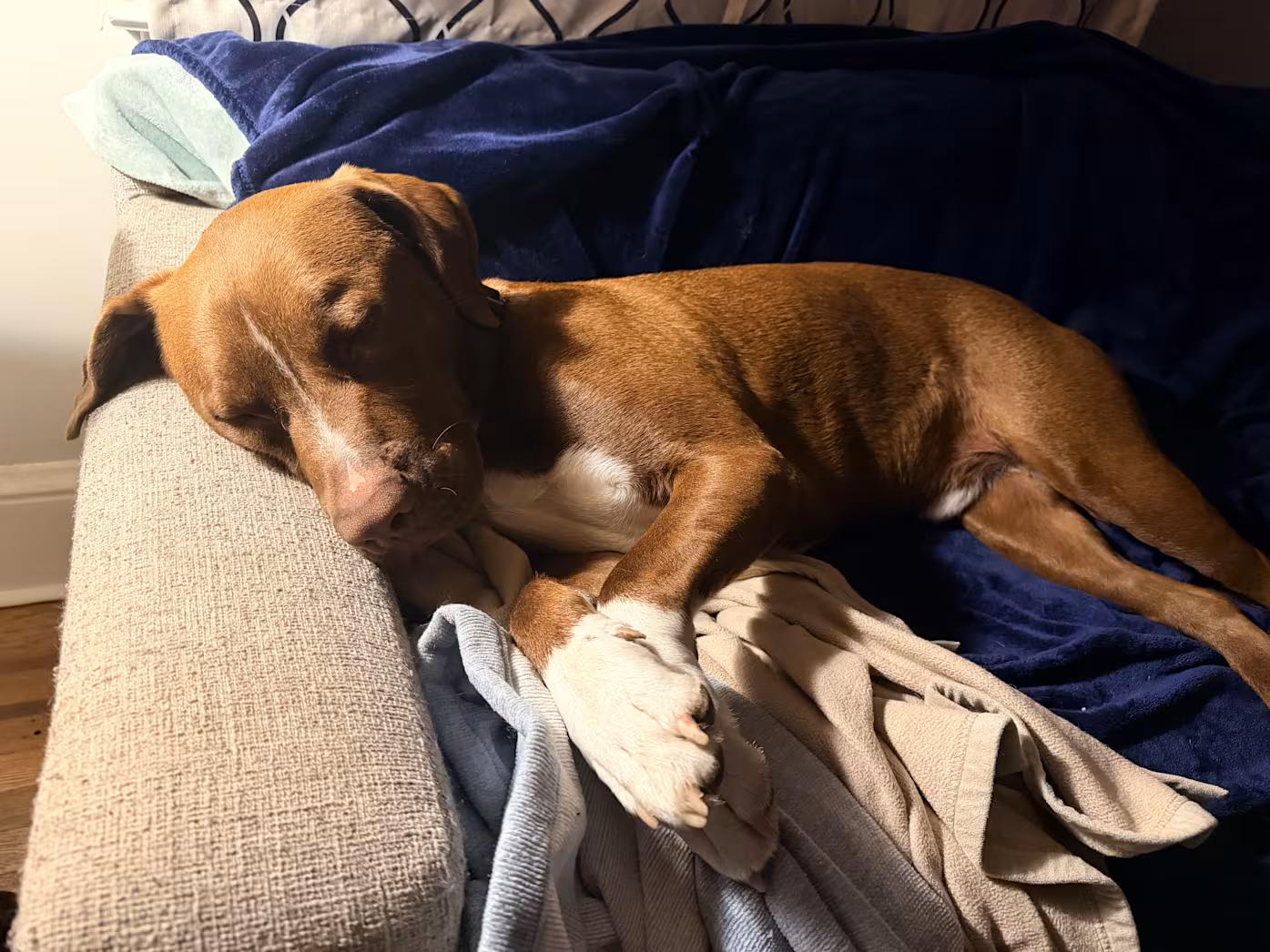 Enlarge Zeus, a ADOPTABLE mixed breed in Lancaster, PA image 3/3