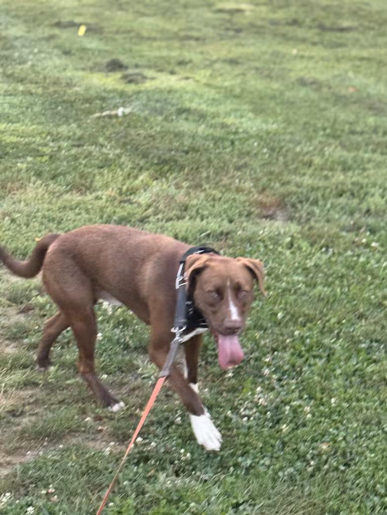 Enlarge Zeus, a ADOPTABLE mixed breed in Lancaster, PA image 2/3