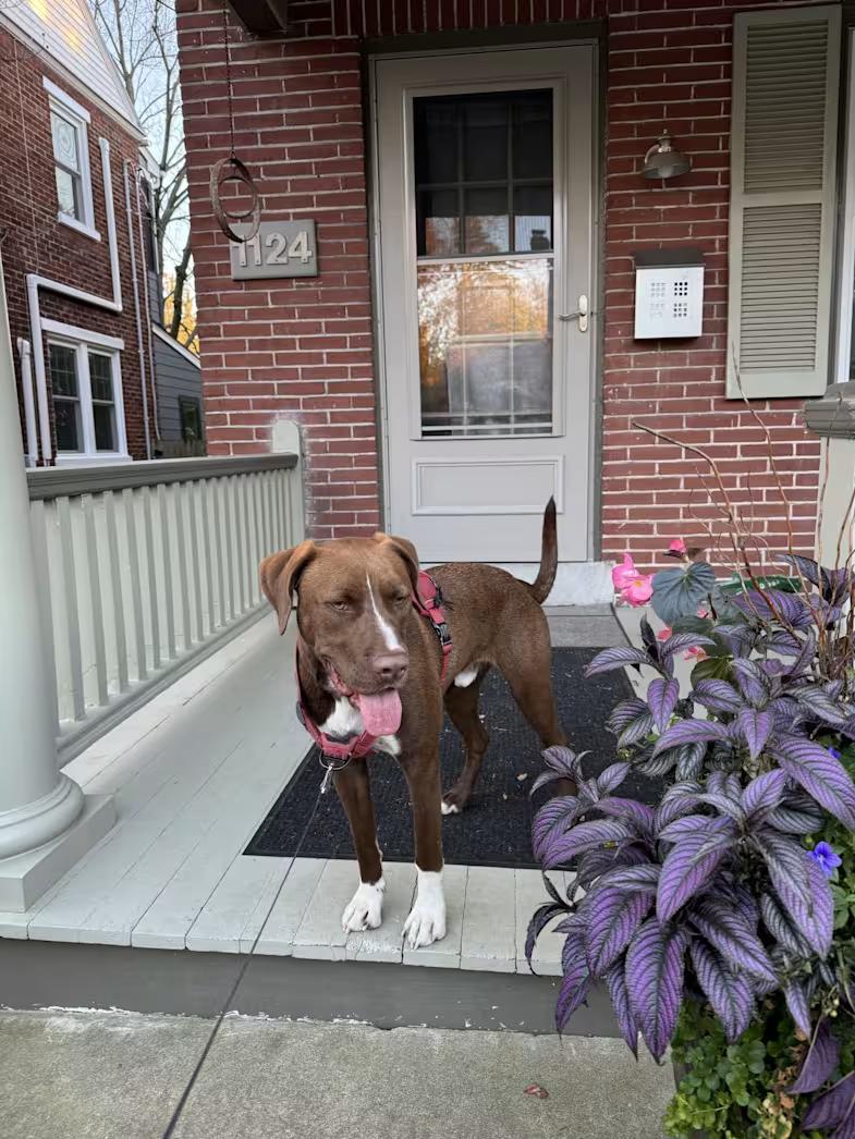 Zeus, ADOPTABLE, Adult Male Labrador Retriever & American Staffordshire Terrier.