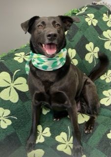 Enlarge Dove, a Adopted mixed breed in Farmingdale, NY image 1/3