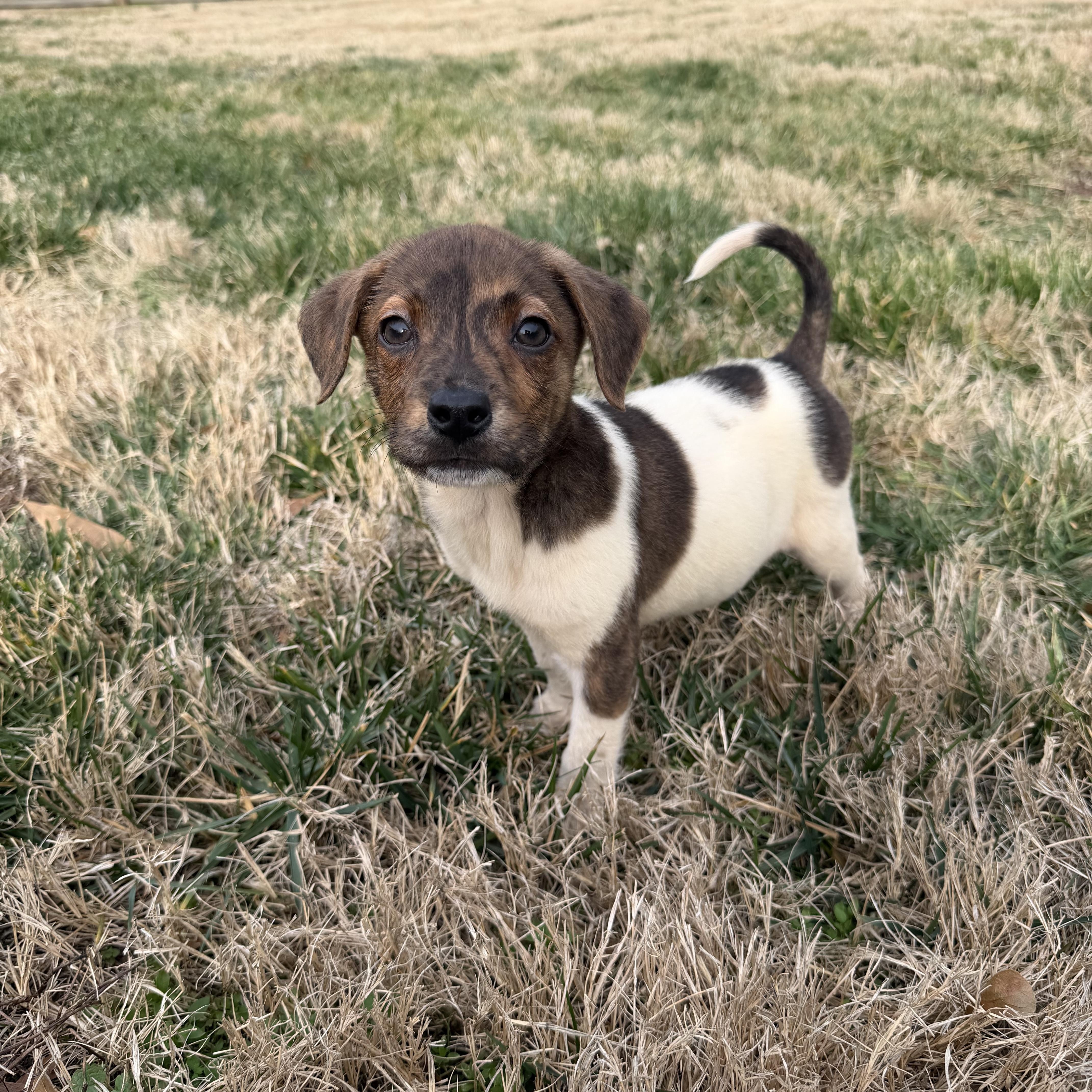 Enlarge Luca , a Adoptable mixed breed in Charlotte, NC image 3/5