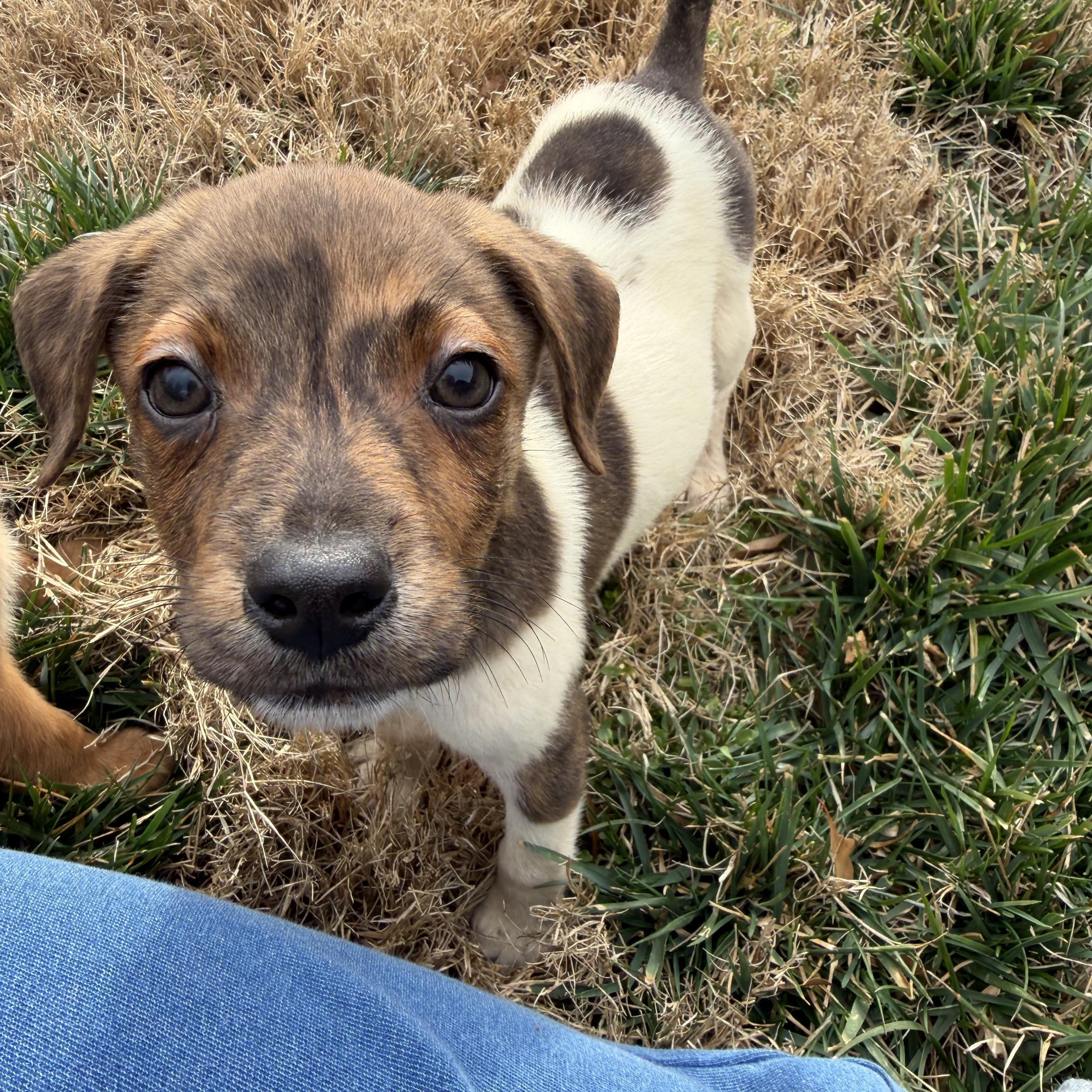 Enlarge Luca , a Adoptable mixed breed in Charlotte, NC image 2/5