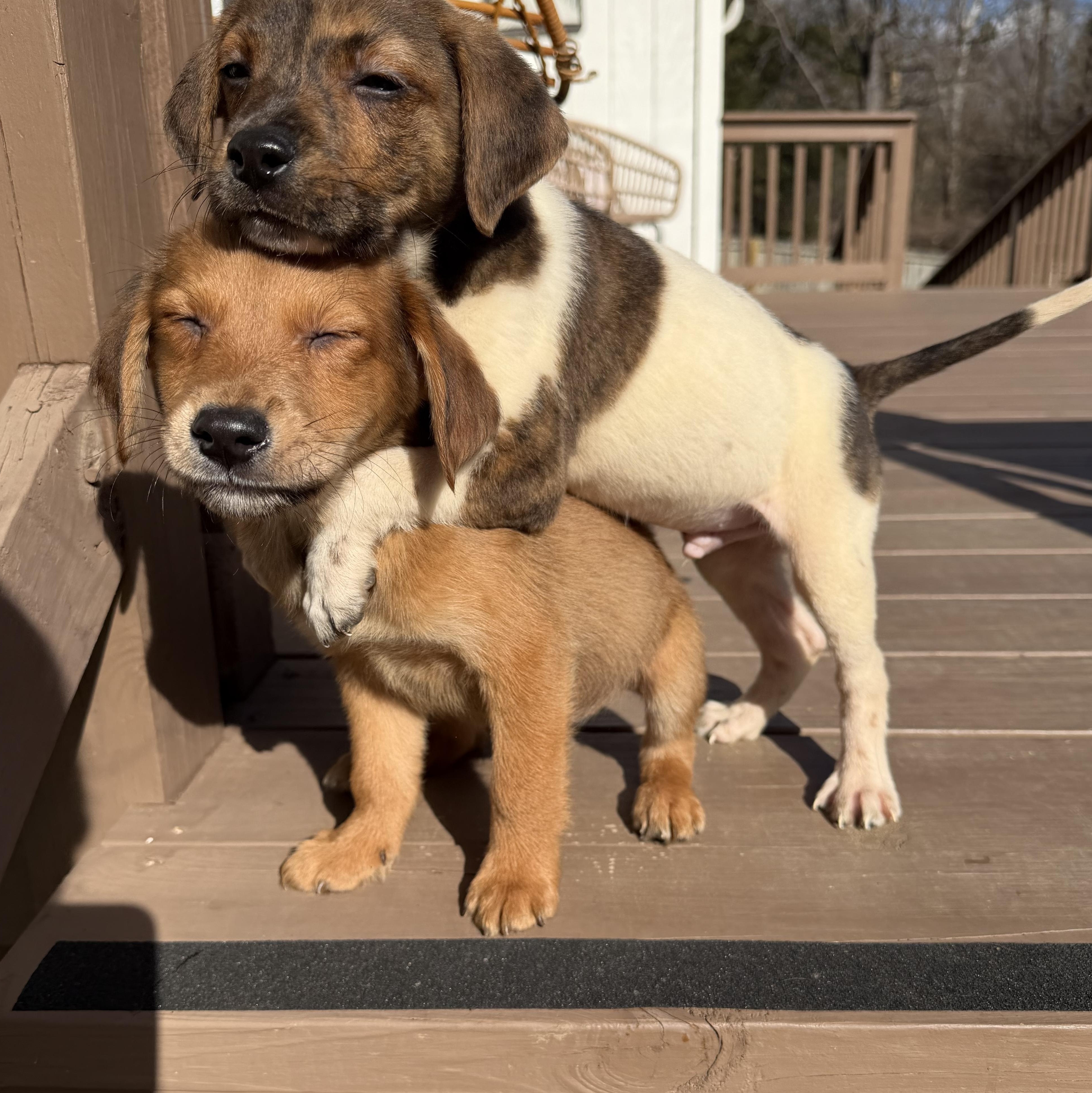 Enlarge Luca , a Adoptable mixed breed in Charlotte, NC image 5/5