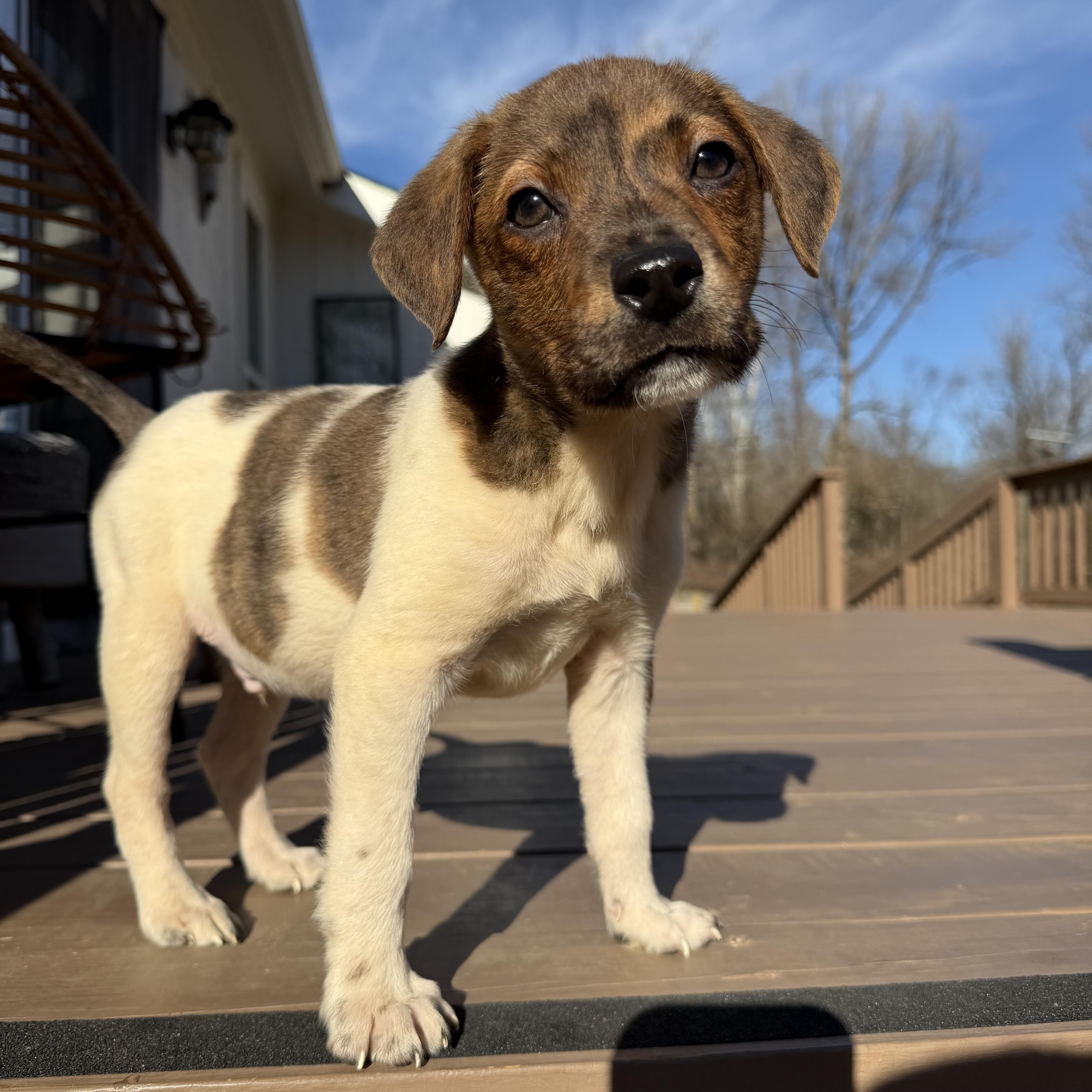 Luca , Adoptable, Puppy Male Beagle.