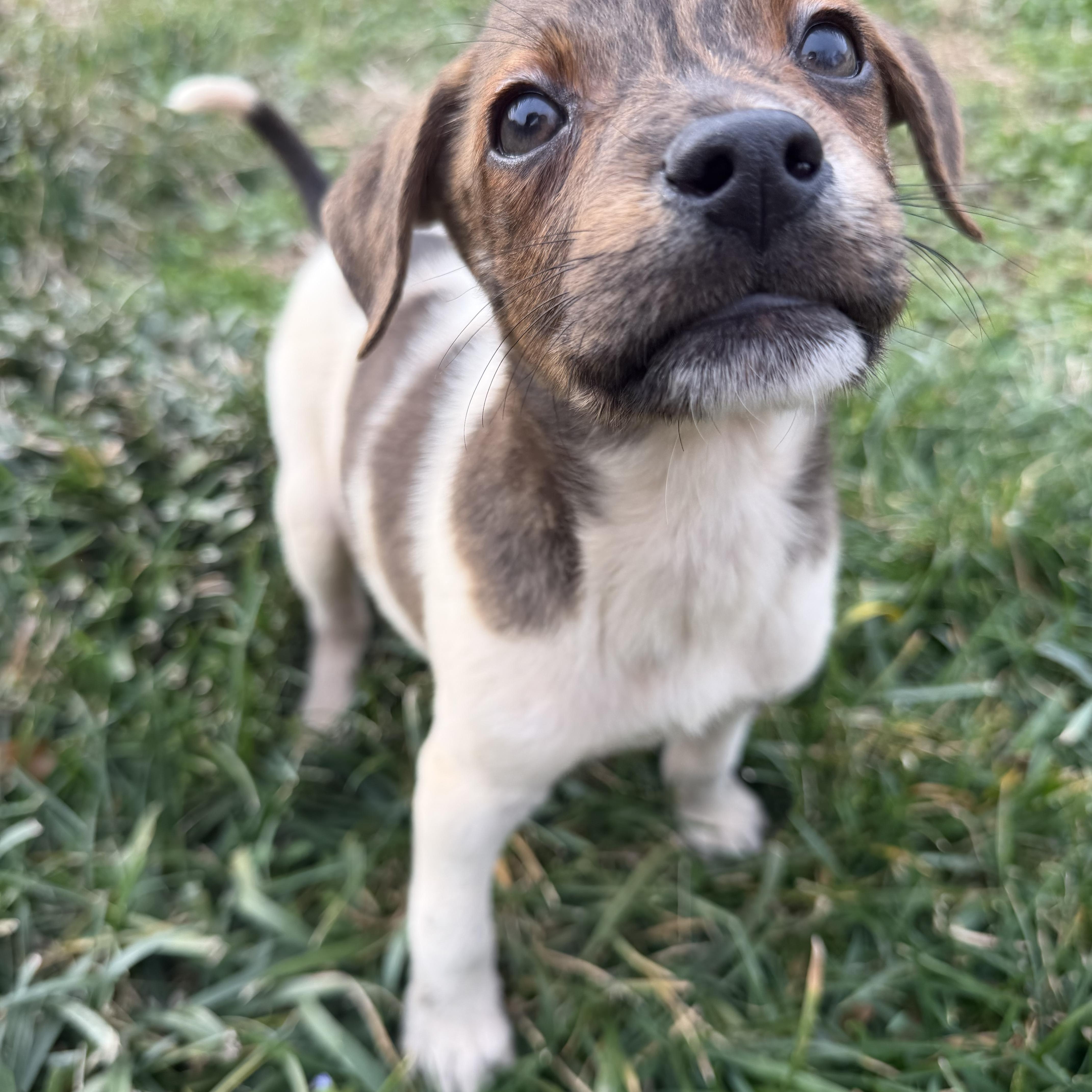 Enlarge Luca , a Adoptable mixed breed in Charlotte, NC image 4/5