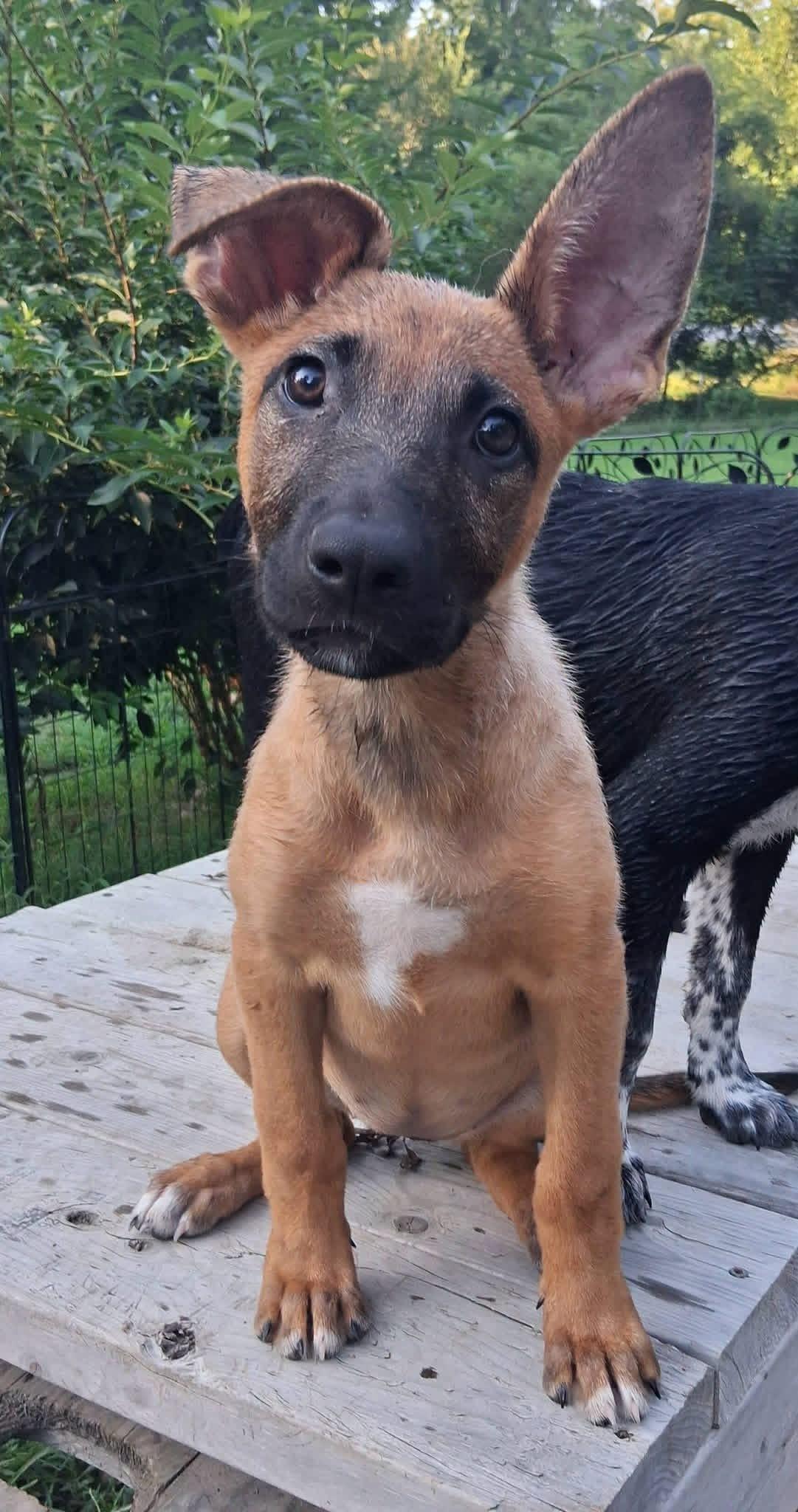 Enlarge Skye, a ADOPTABLE mixed breed in Ooltewah, TN image 4/4