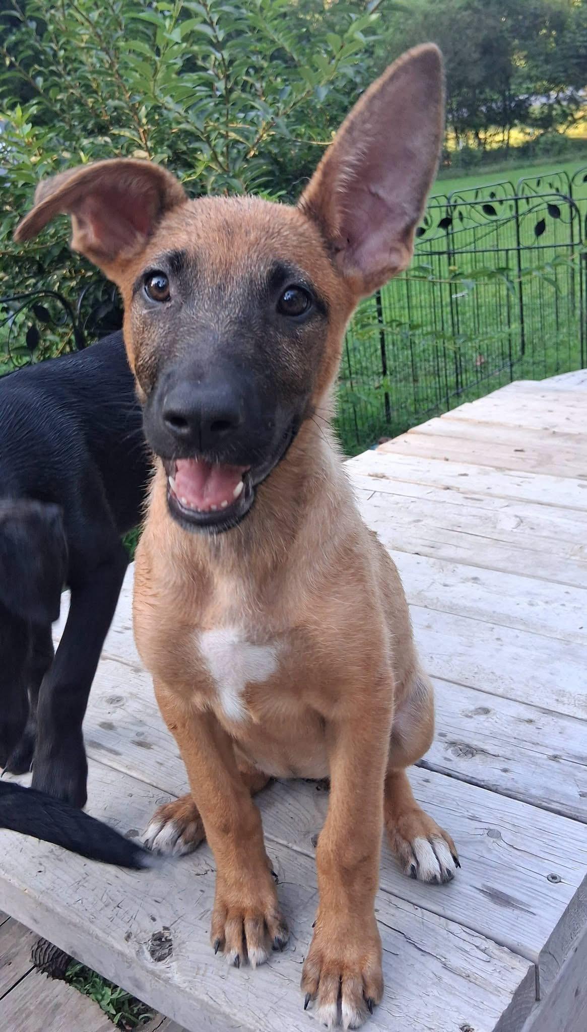 Enlarge Skye, a ADOPTABLE mixed breed in Ooltewah, TN image 3/4