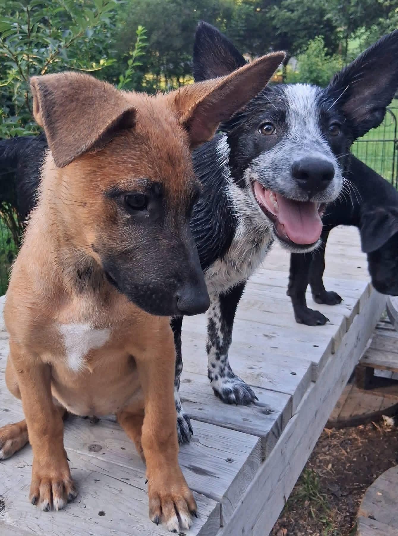 Enlarge Skye, a ADOPTABLE mixed breed in Ooltewah, TN image 2/4