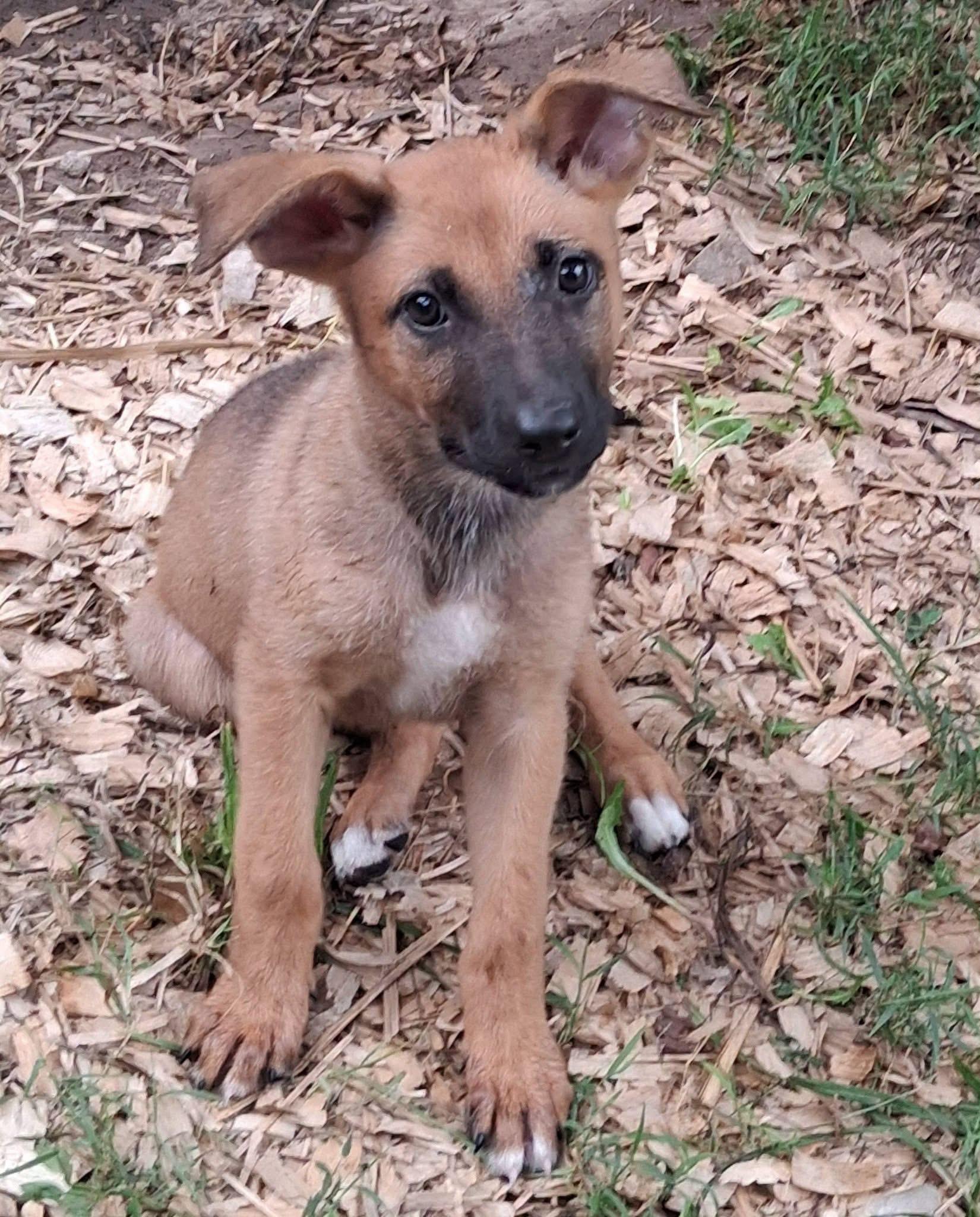 Skye, ADOPTABLE, Puppy Female Shepherd.