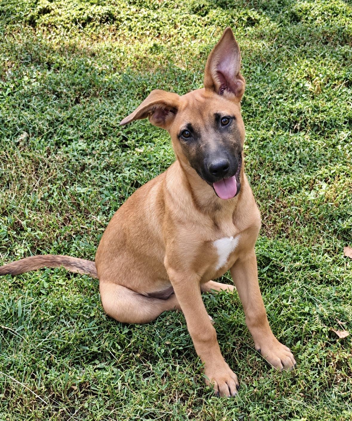 Skye, Adoptable, Puppy Female Shepherd.