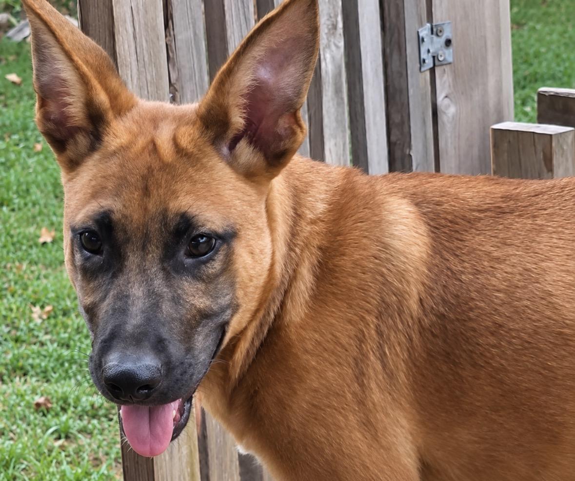 Enlarge Skye, a Adoptable mixed breed in Ooltewah, TN image 6/6