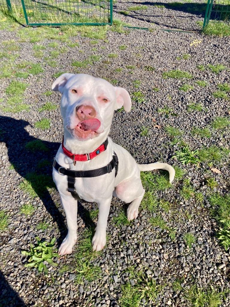 Slim Shady, Adoptable, Adult Male Pit Bull Terrier.