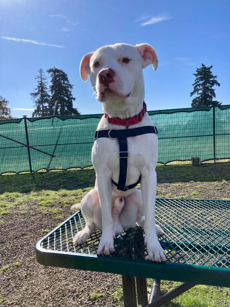 Enlarge Slim Shady, a Adoptable Pit Bull Terrier in St. Helens, OR image 1/6