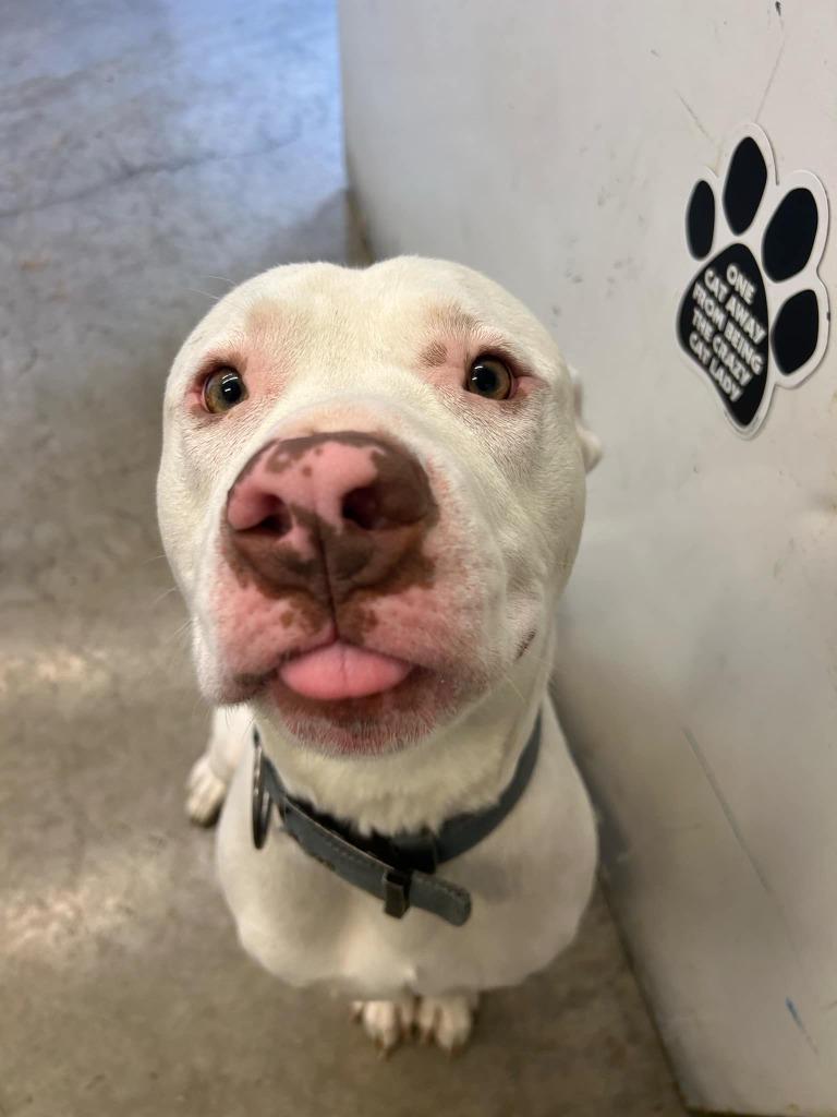 Enlarge Slim Shady, a Adoptable Pit Bull Terrier in St. Helens, OR image 3/6