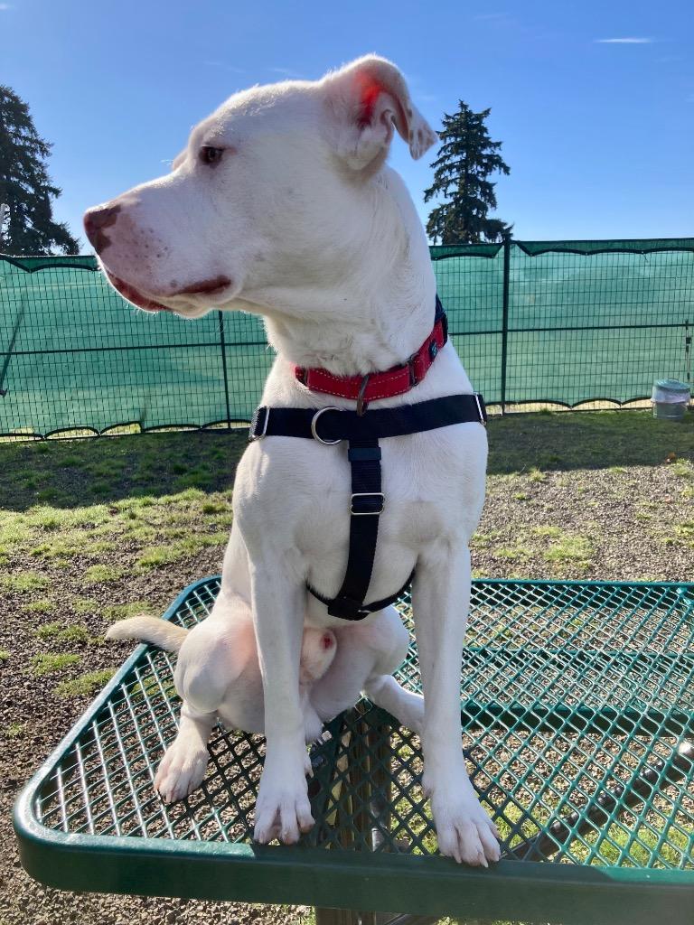 Enlarge Slim Shady, a Adoptable Pit Bull Terrier in St. Helens, OR image 5/6