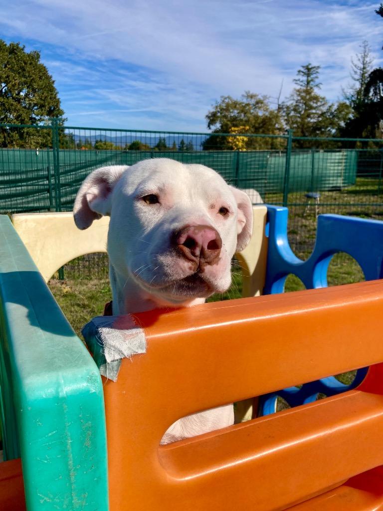 Enlarge Slim Shady, a Adoptable Pit Bull Terrier in St. Helens, OR image 5/6