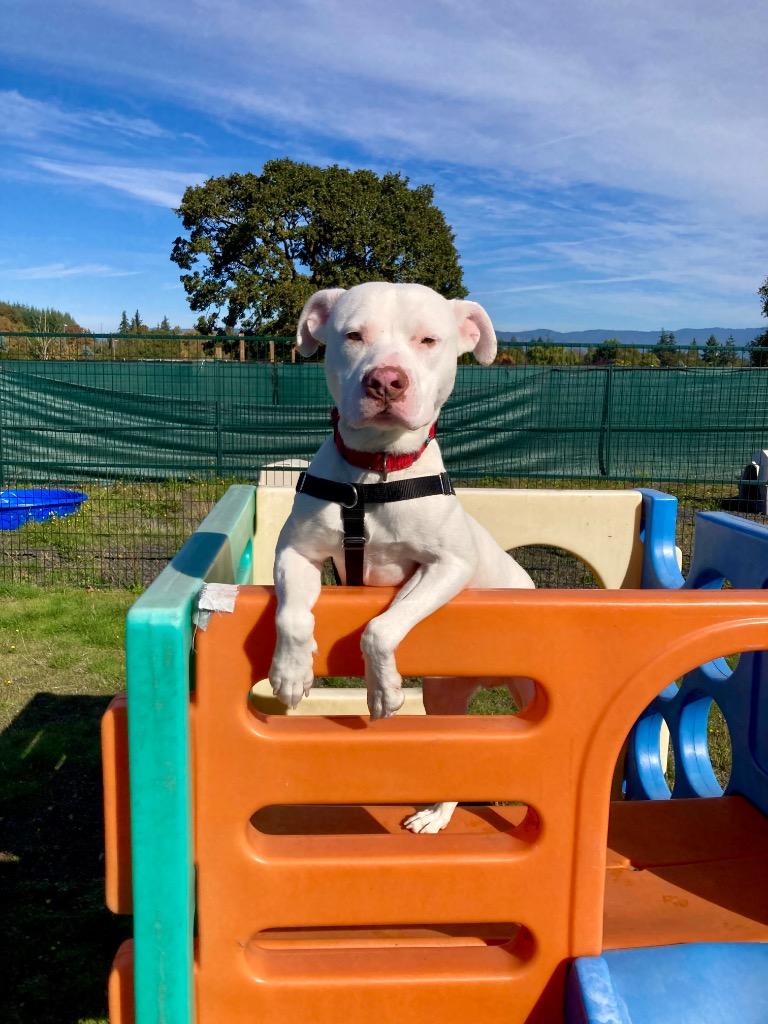 Enlarge Slim Shady, a Adoptable Pit Bull Terrier in St. Helens, OR image 6/6