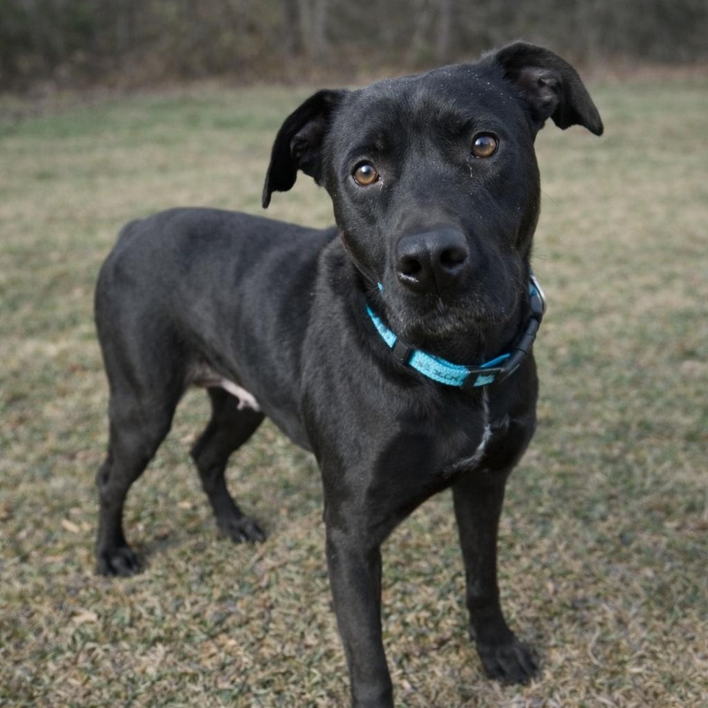 LYANNA, Adoptable, Young Female Labrador Retriever.