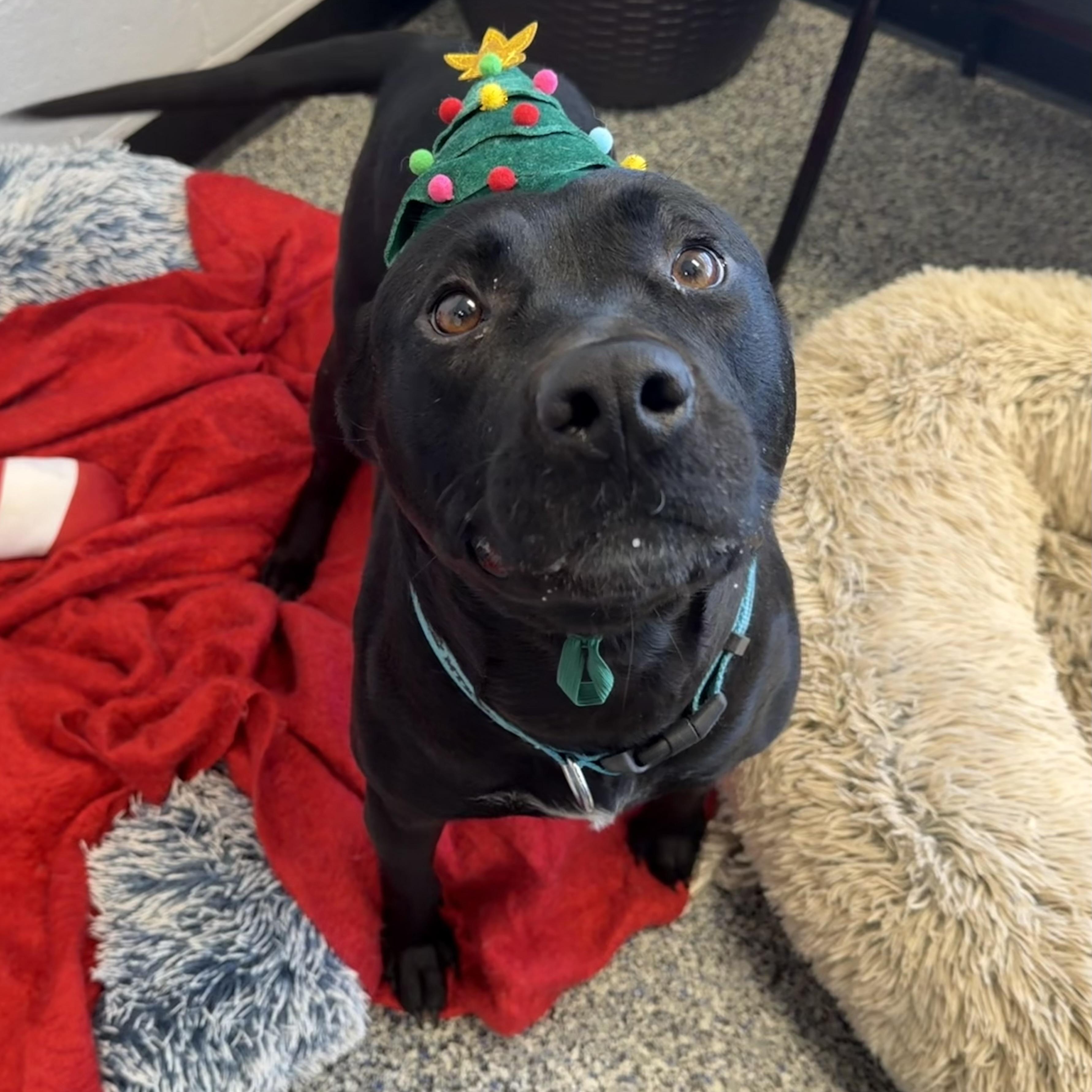 Enlarge LYANNA, a Adoptable mixed breed in Cranston, RI image 2/2