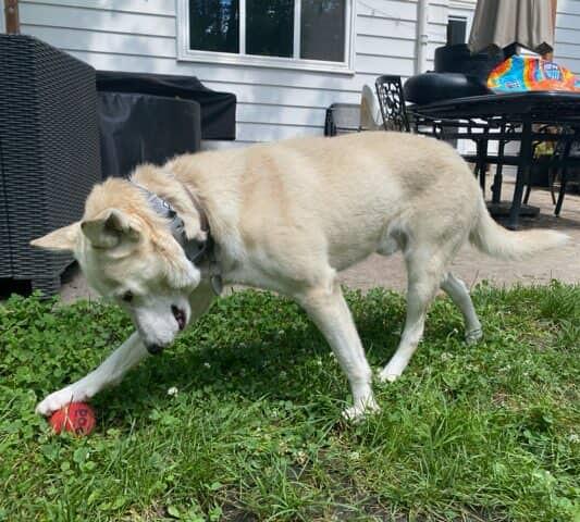 Huck, a Adoptable Klee Kai in Buffalo, NY image 4/6