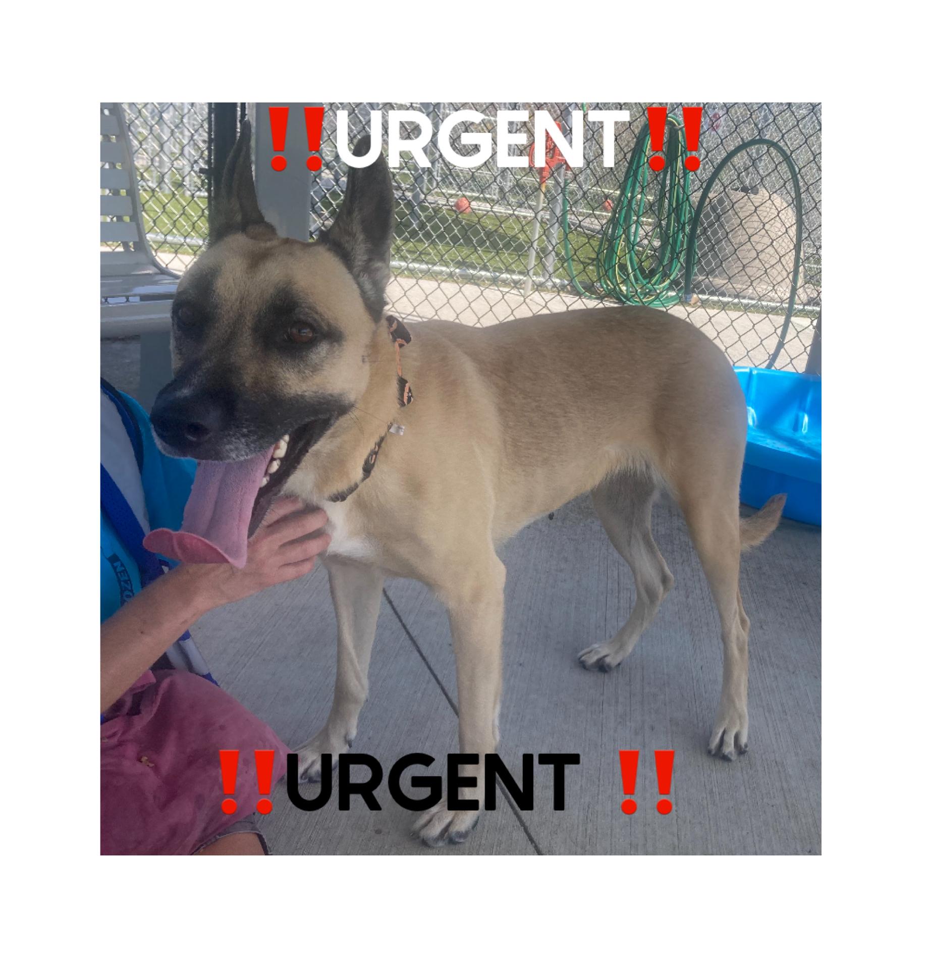 Bria, a Adoptable Shepherd in Detroit, MI image 4/5