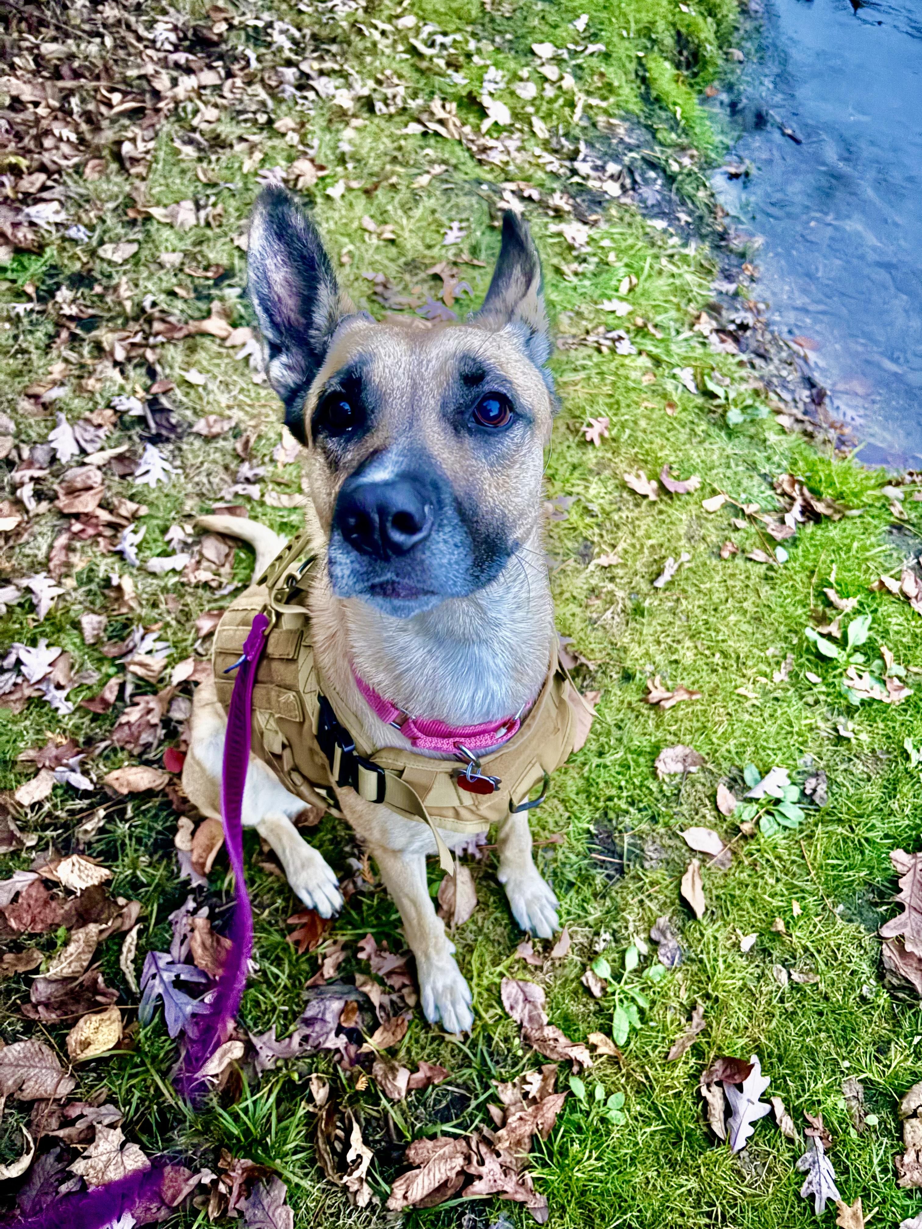 Bria, a Adoptable Shepherd in Detroit, MI image 1/5