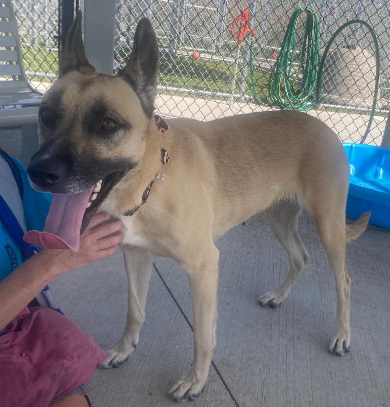 Bria, a Adoptable Shepherd in Detroit, MI image 5/5