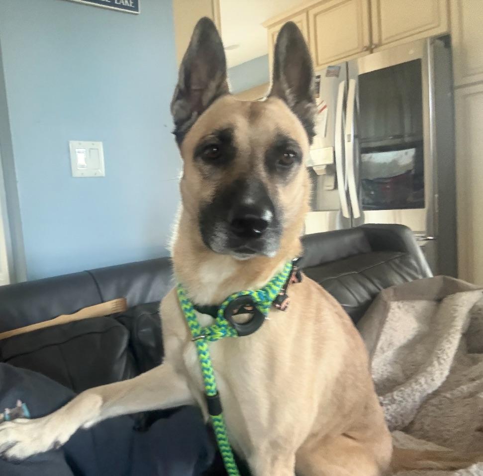 Bria, a Adoptable Shepherd in Detroit, MI image 2/5