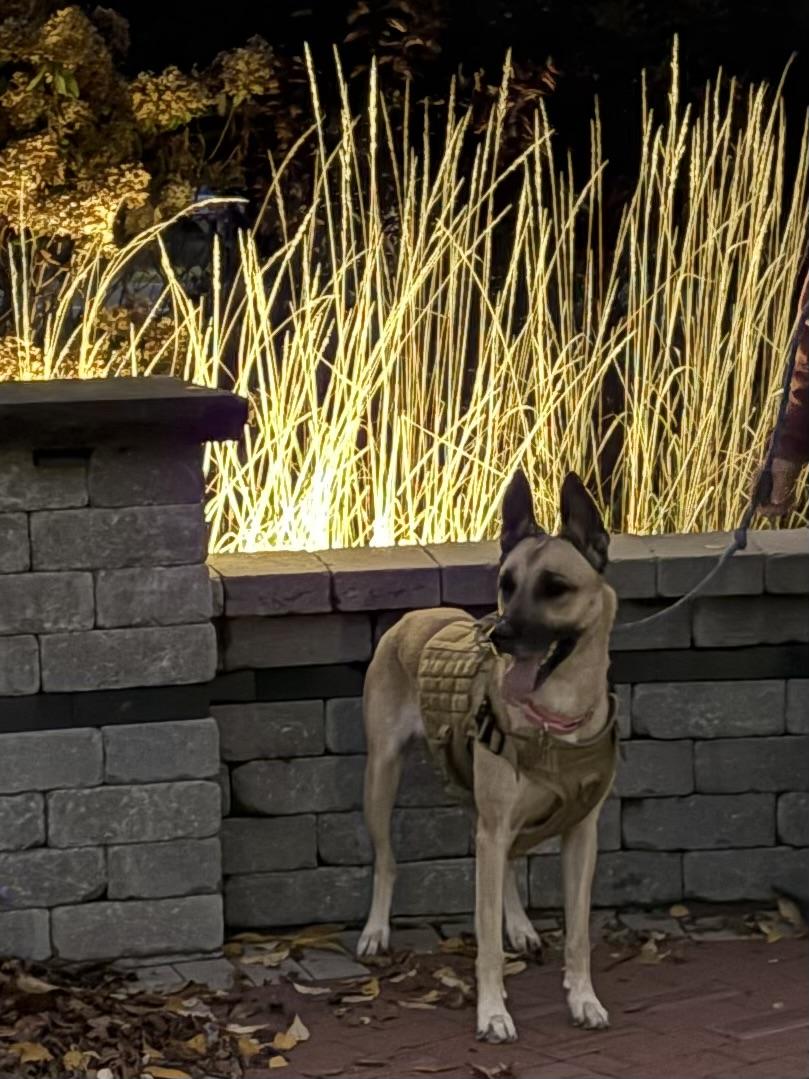 Bria, a Adoptable Shepherd in Detroit, MI image 3/5